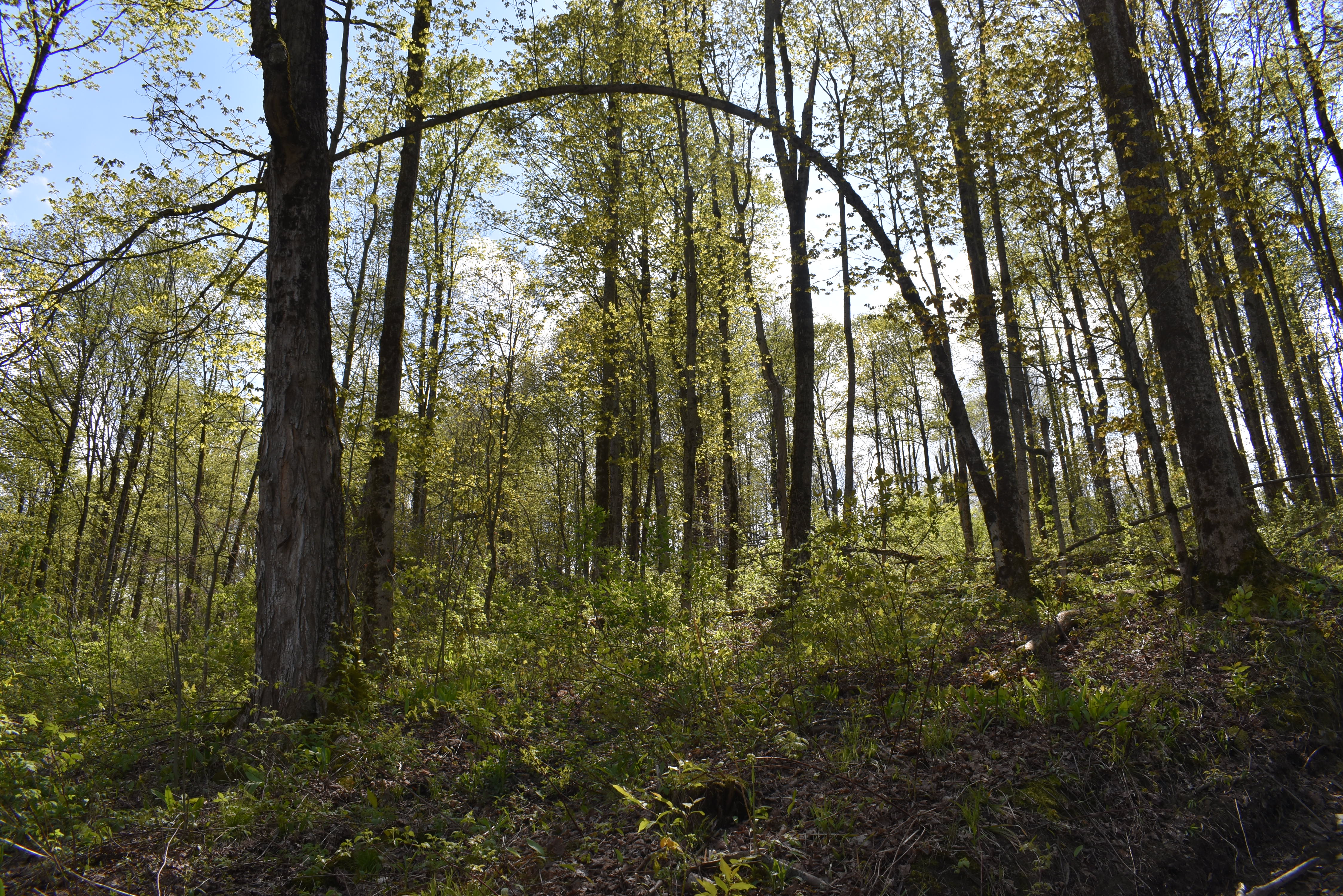 Listing Image 15