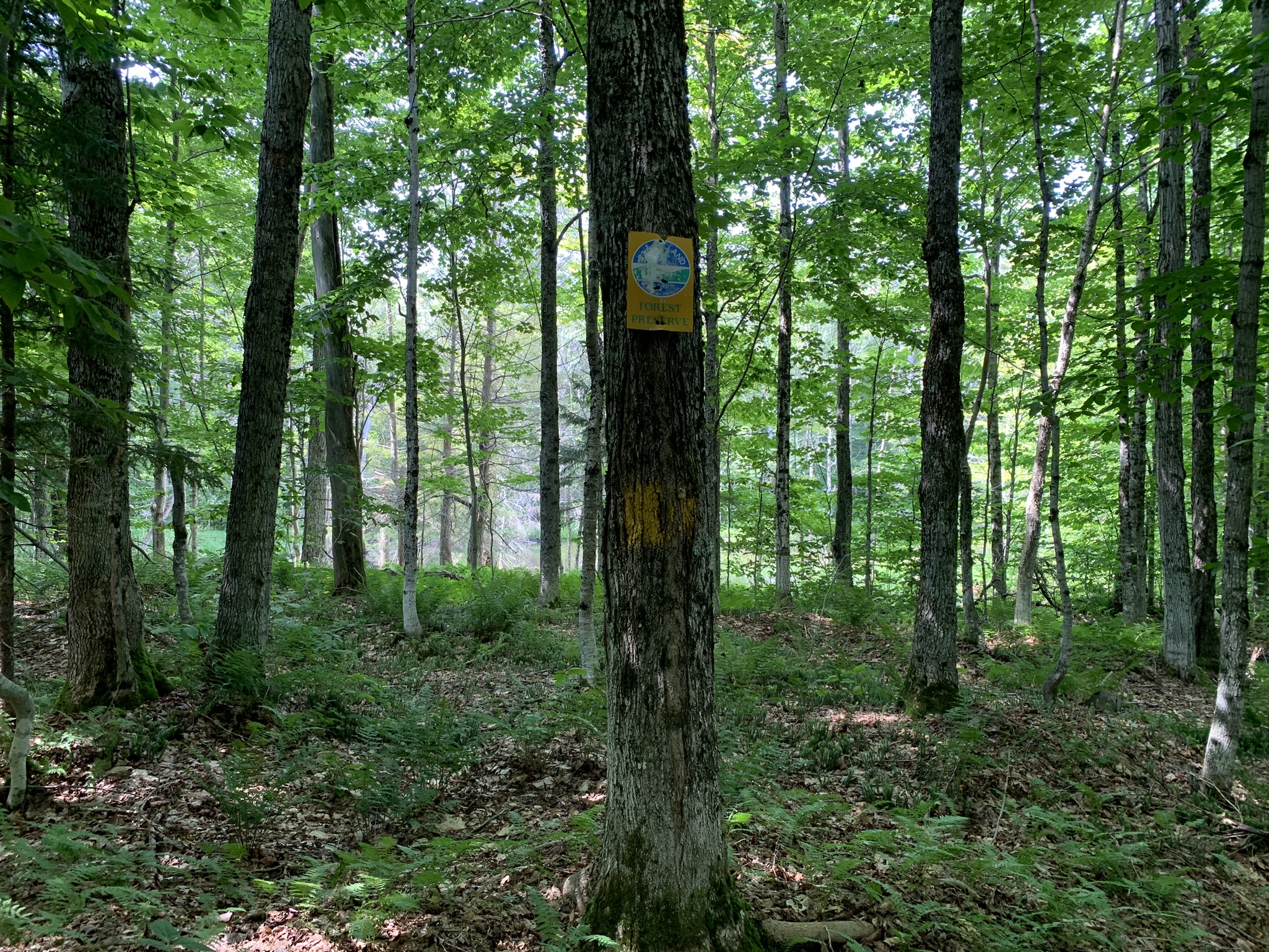 Lyman Brook Forest