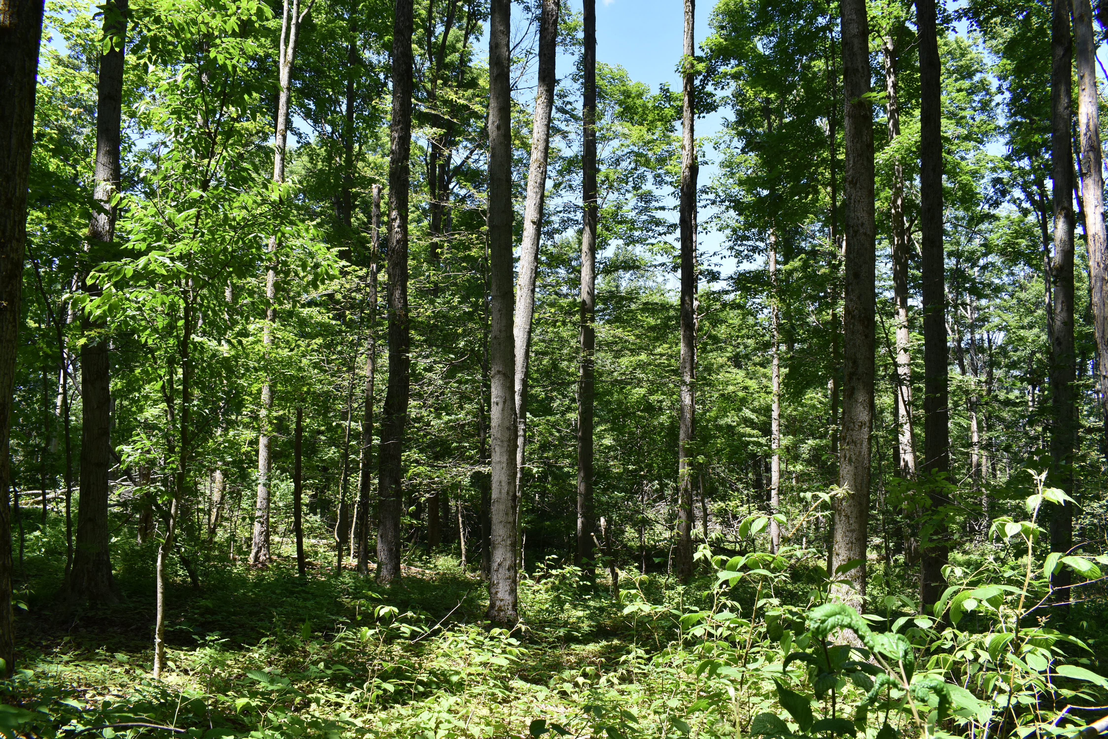 Fabulous Farrington Hollow