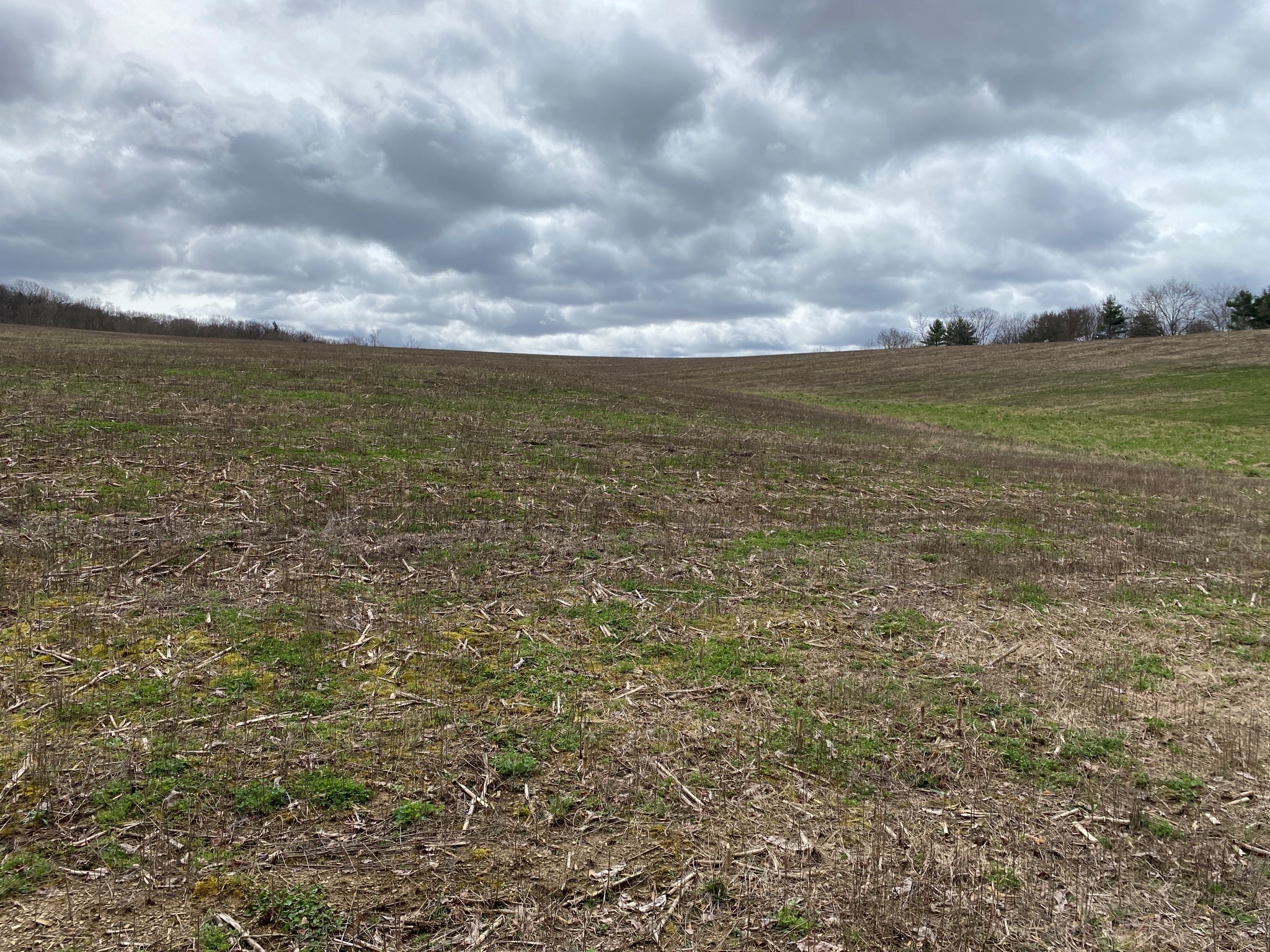 Mark's Meadow