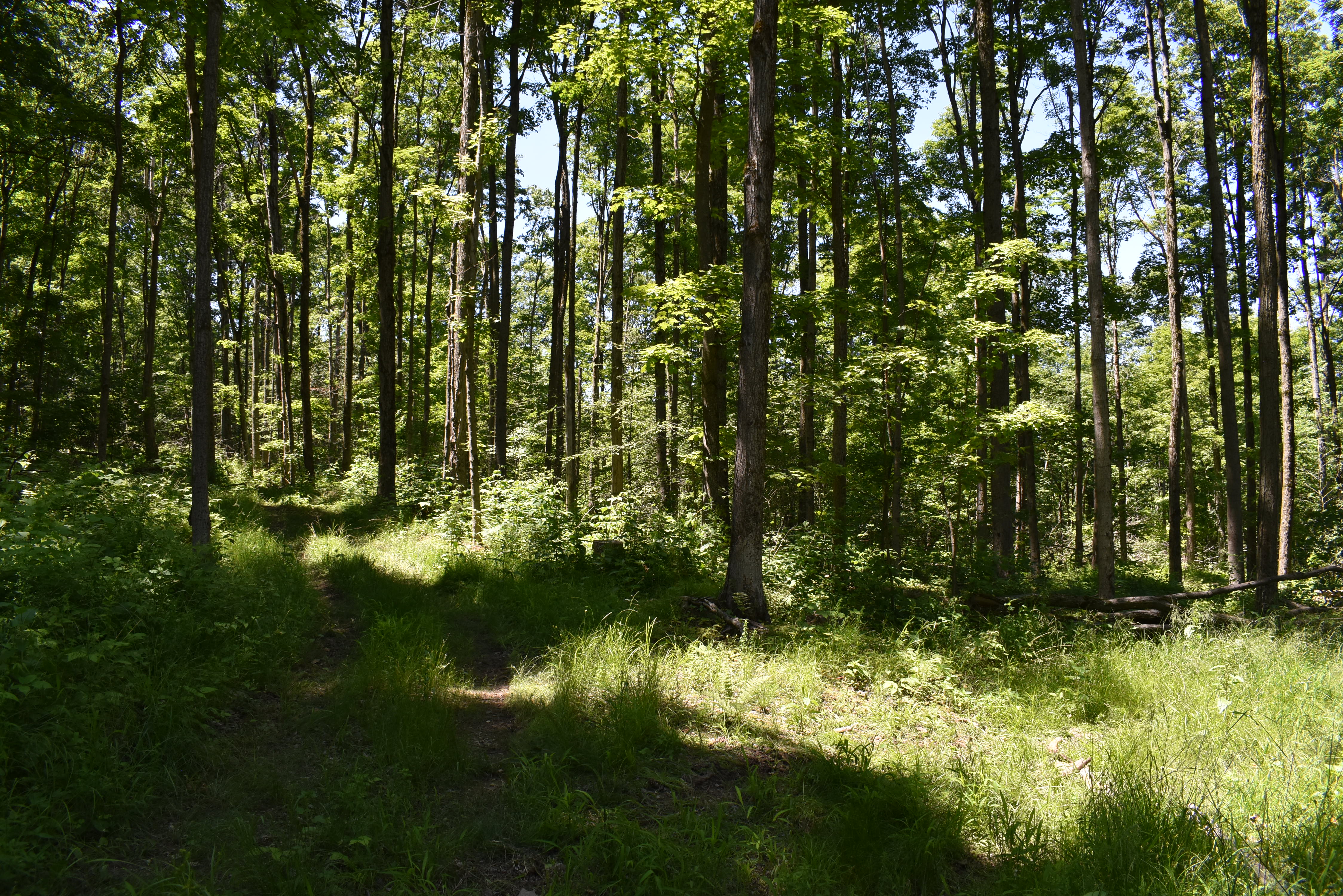 Fabulous Farrington Hollow