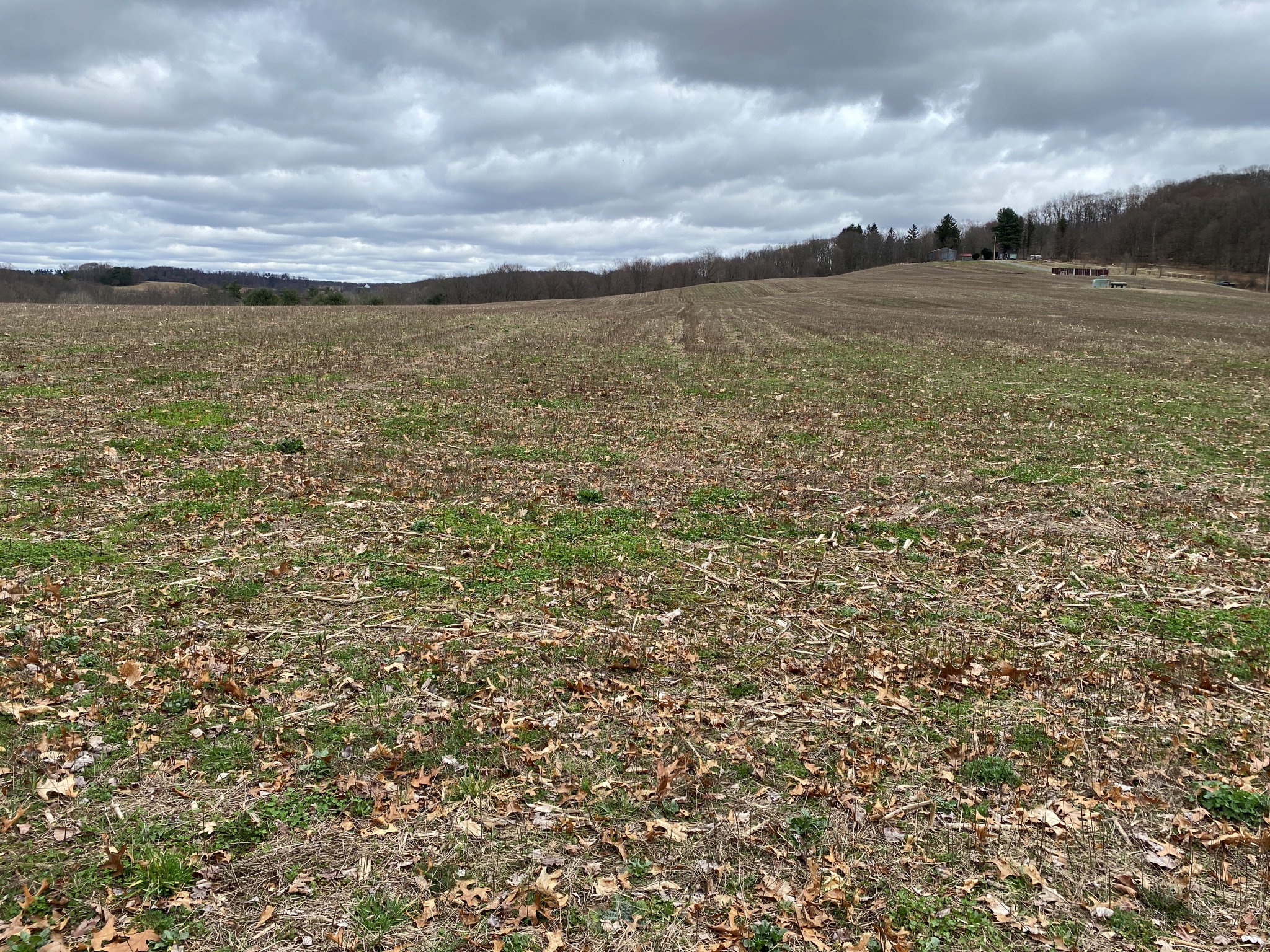 Mark's Meadow