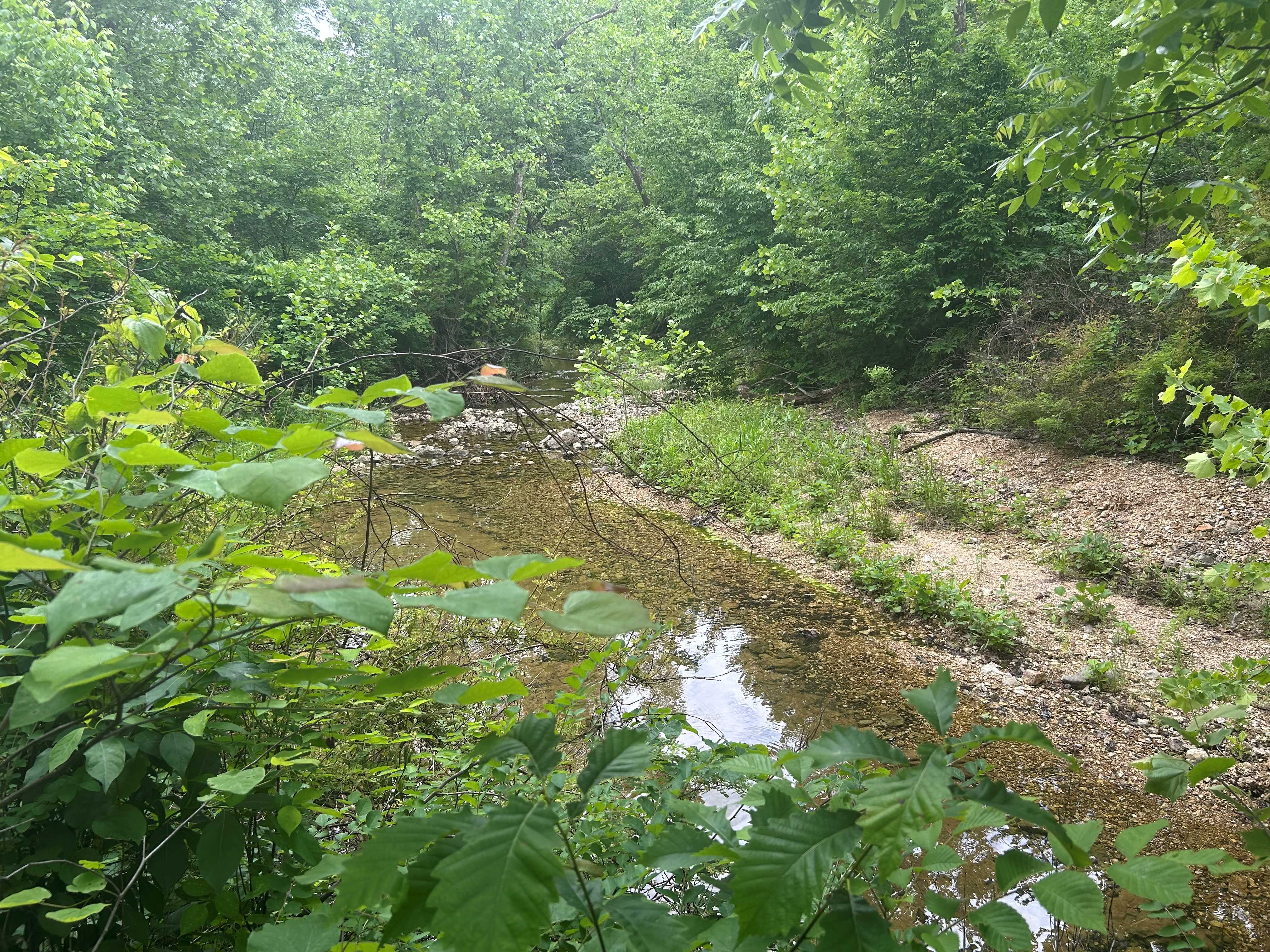 Kolb Branch