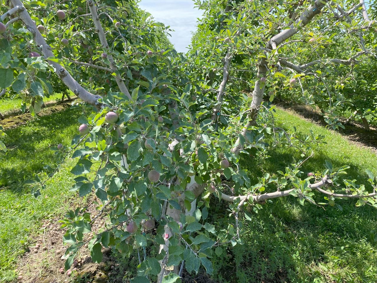 Listing Image 32