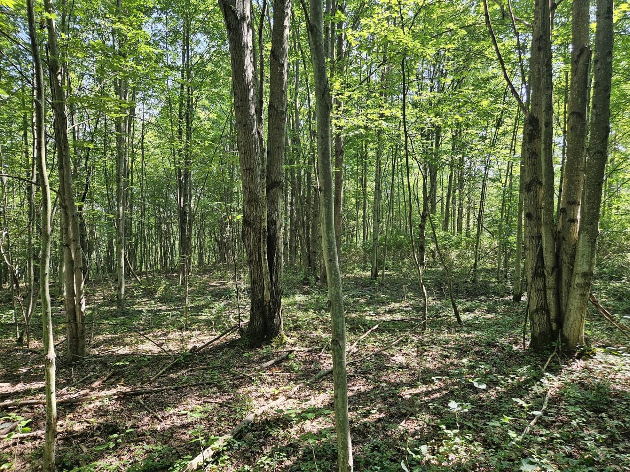 Listing Image 7