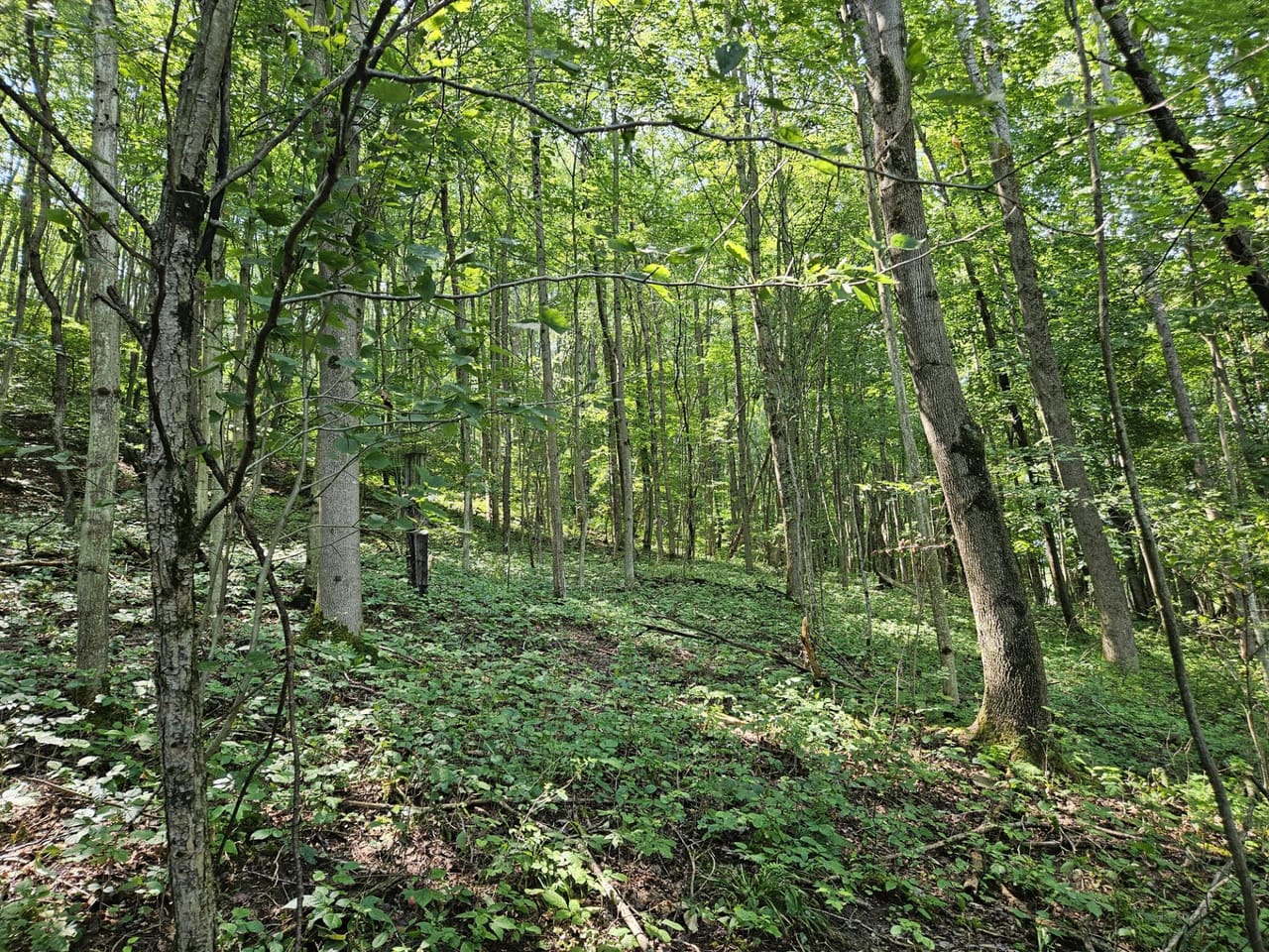 Listing Image 14