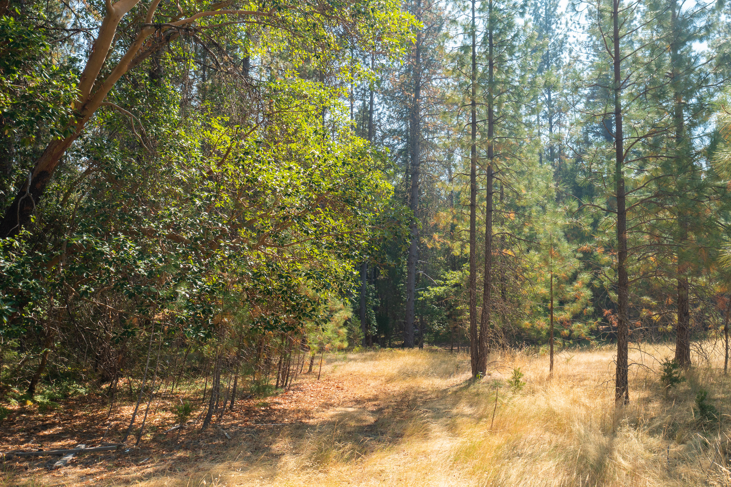 Pleasant Creek Road TL301