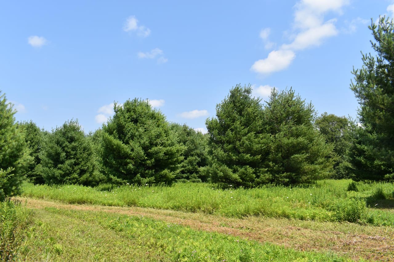 Listing Image 19