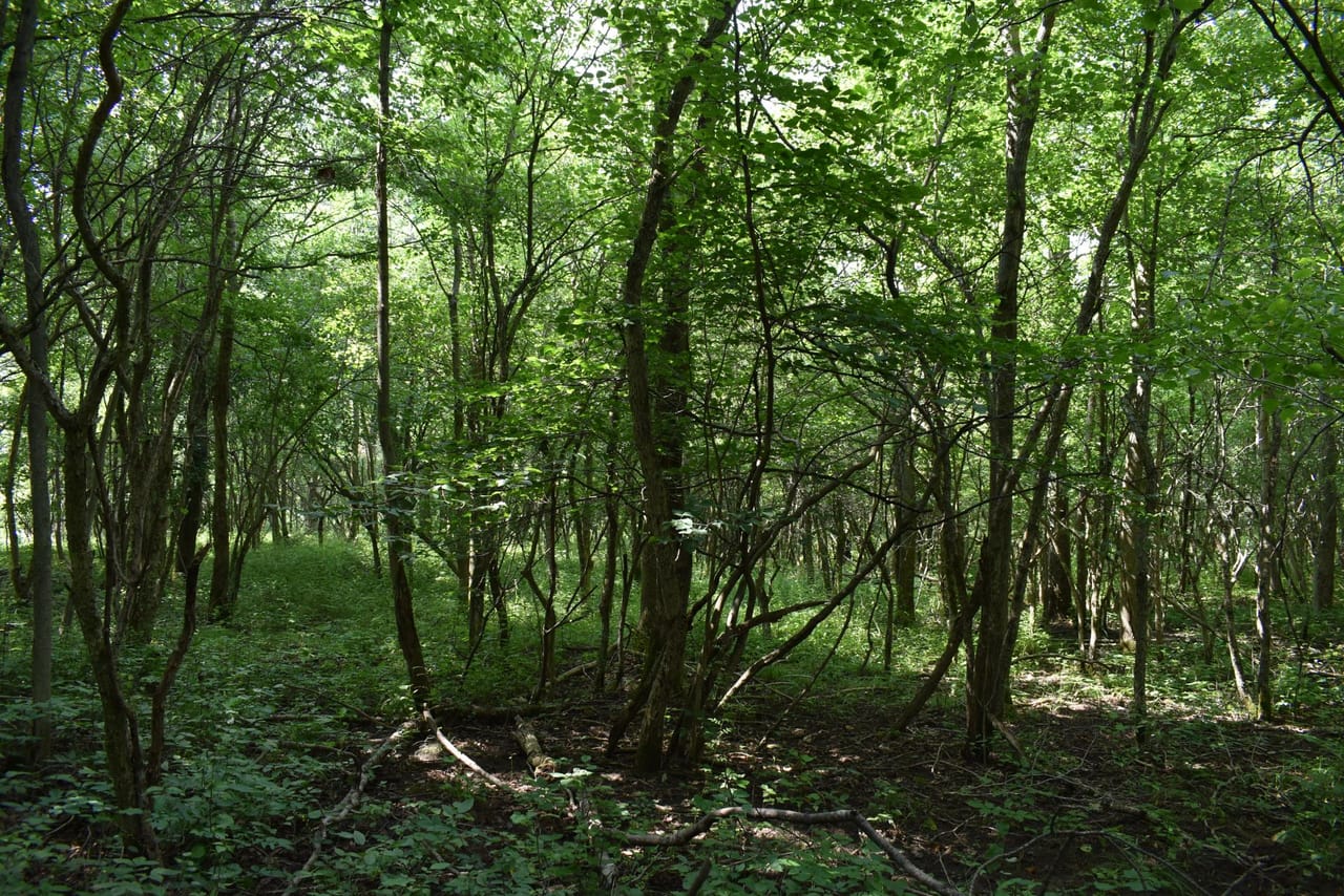 Listing Image 74