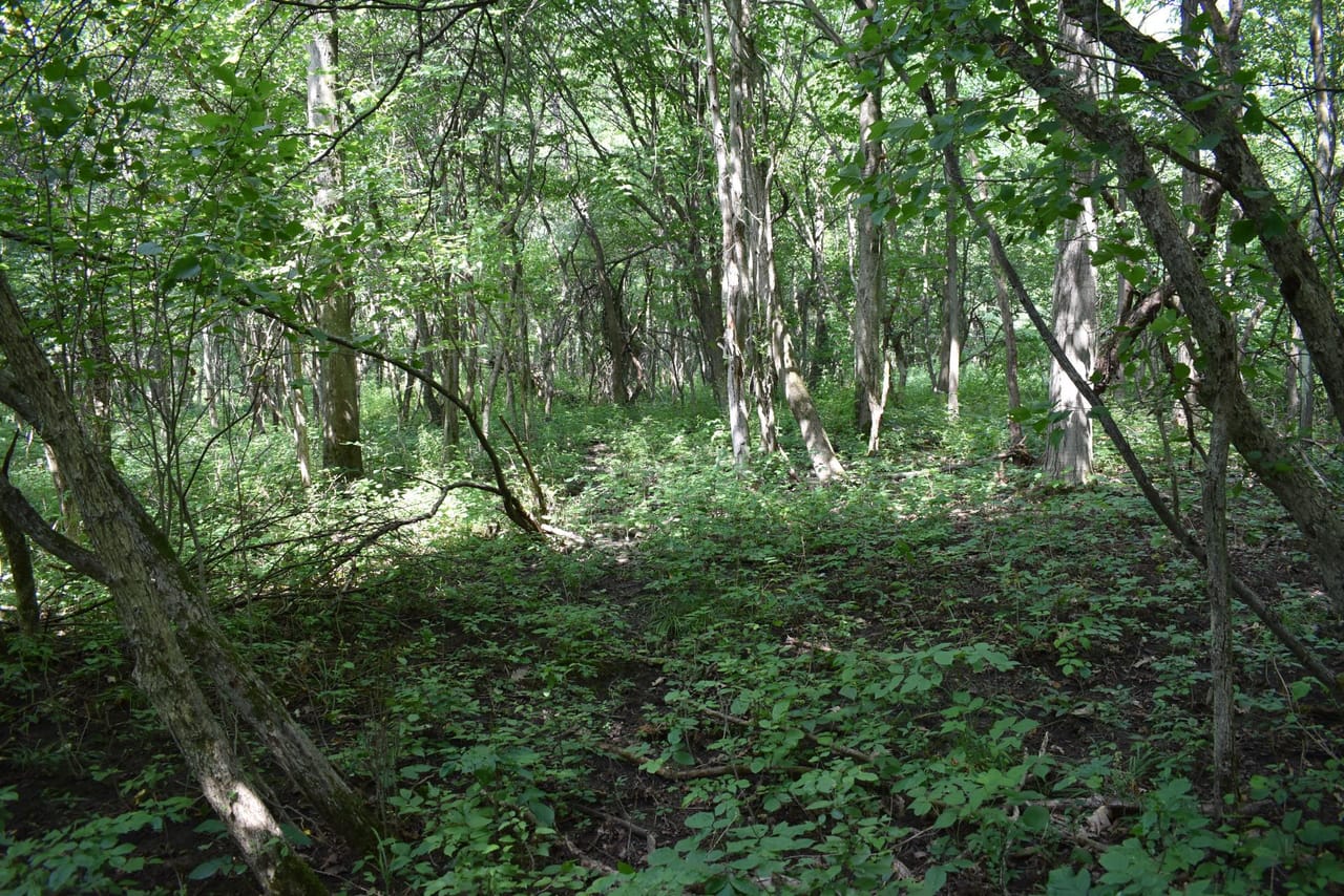 Listing Image 77