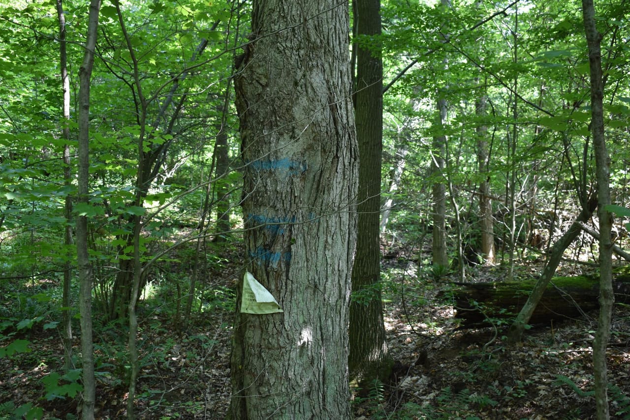 Listing Image 9