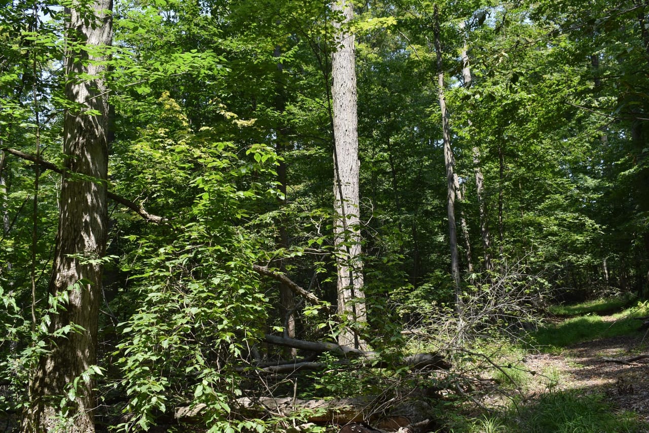 Listing Image 43