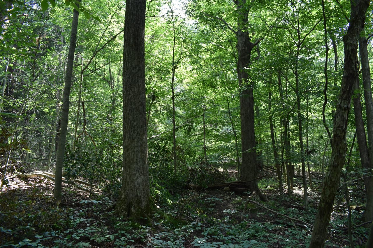 Listing Image 54