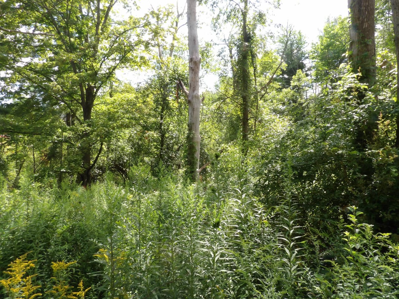 Listing Image 8