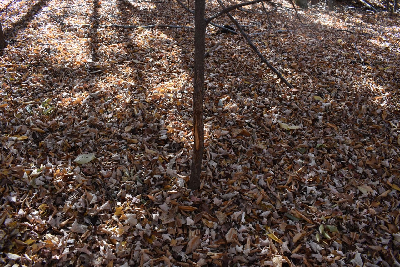 Woodhull Whitetails
