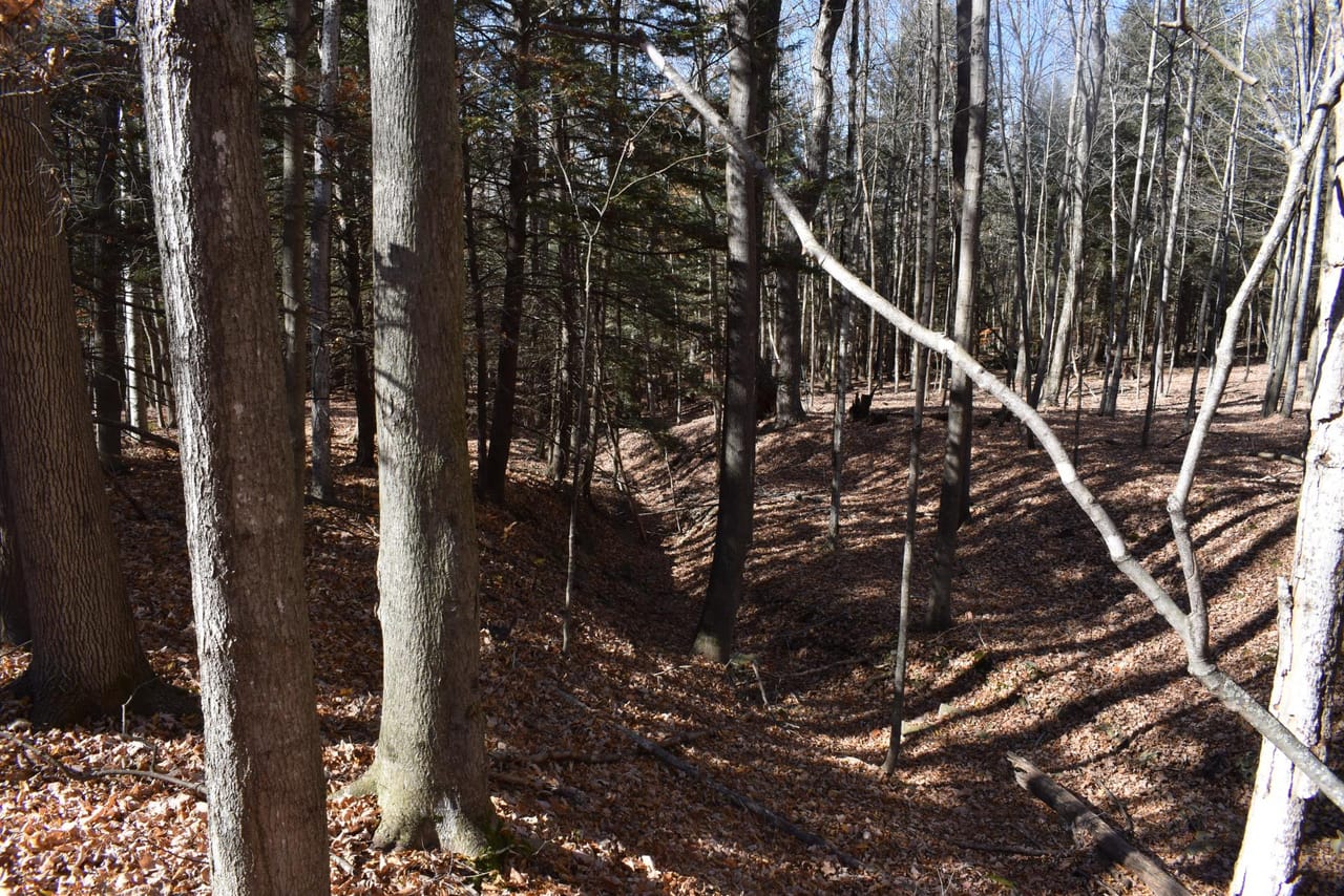 Woodhull Whitetails
