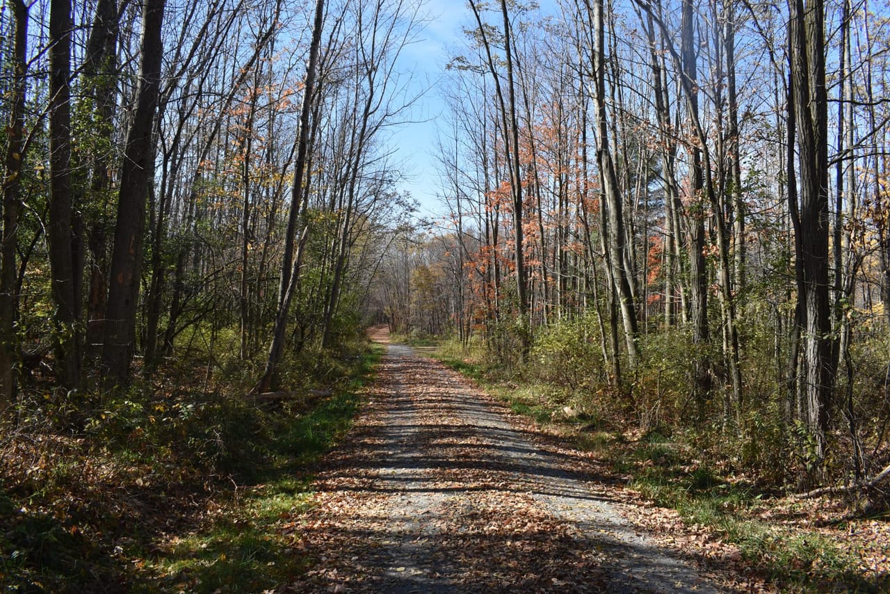 Woodhull Whitetails