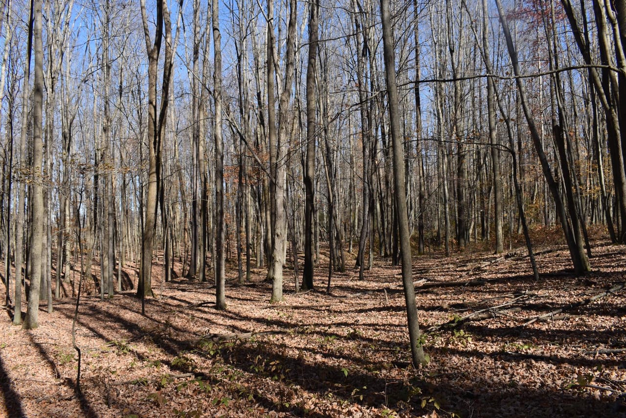 Woodhull Whitetails
