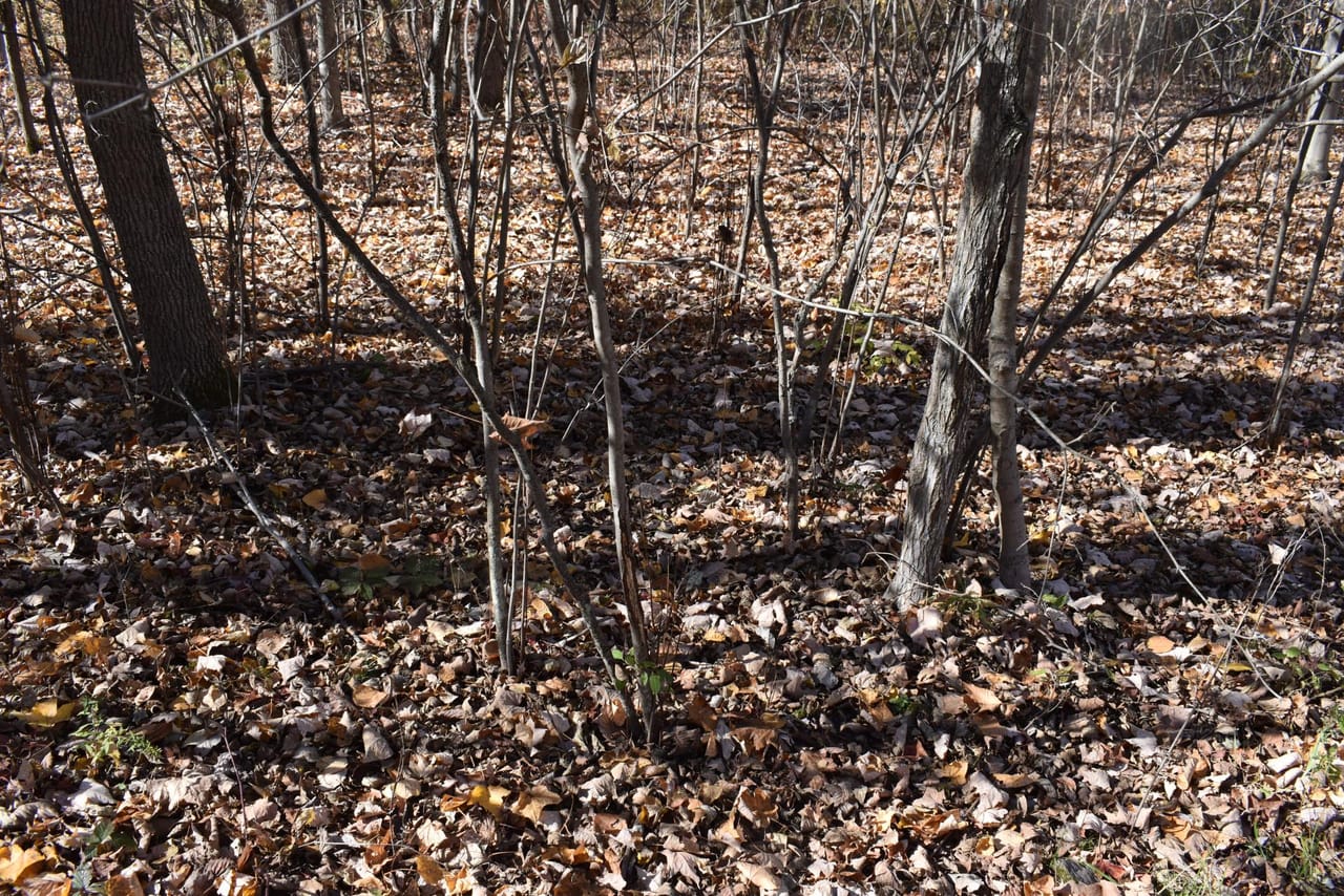Woodhull Whitetails