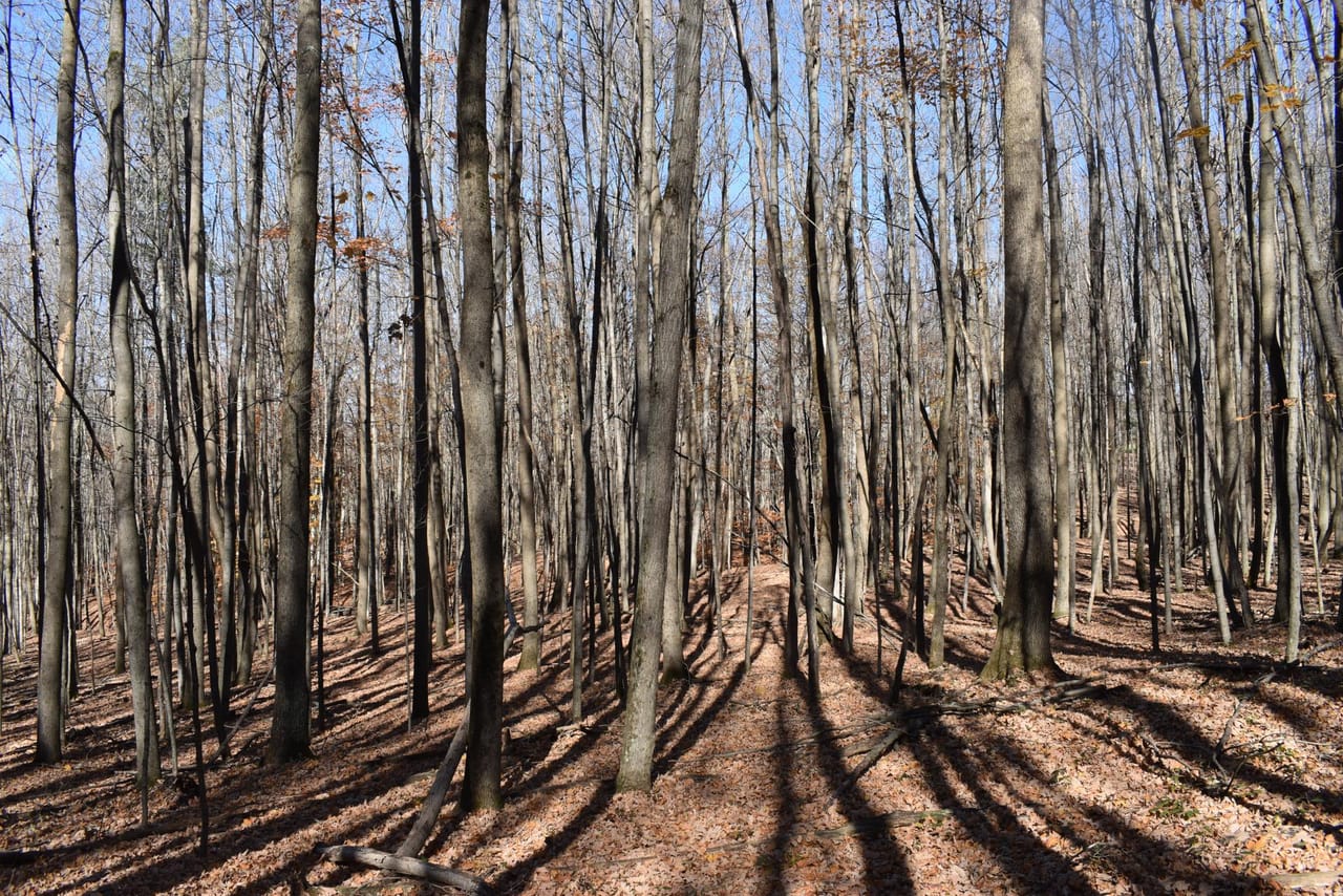 Woodhull Whitetails