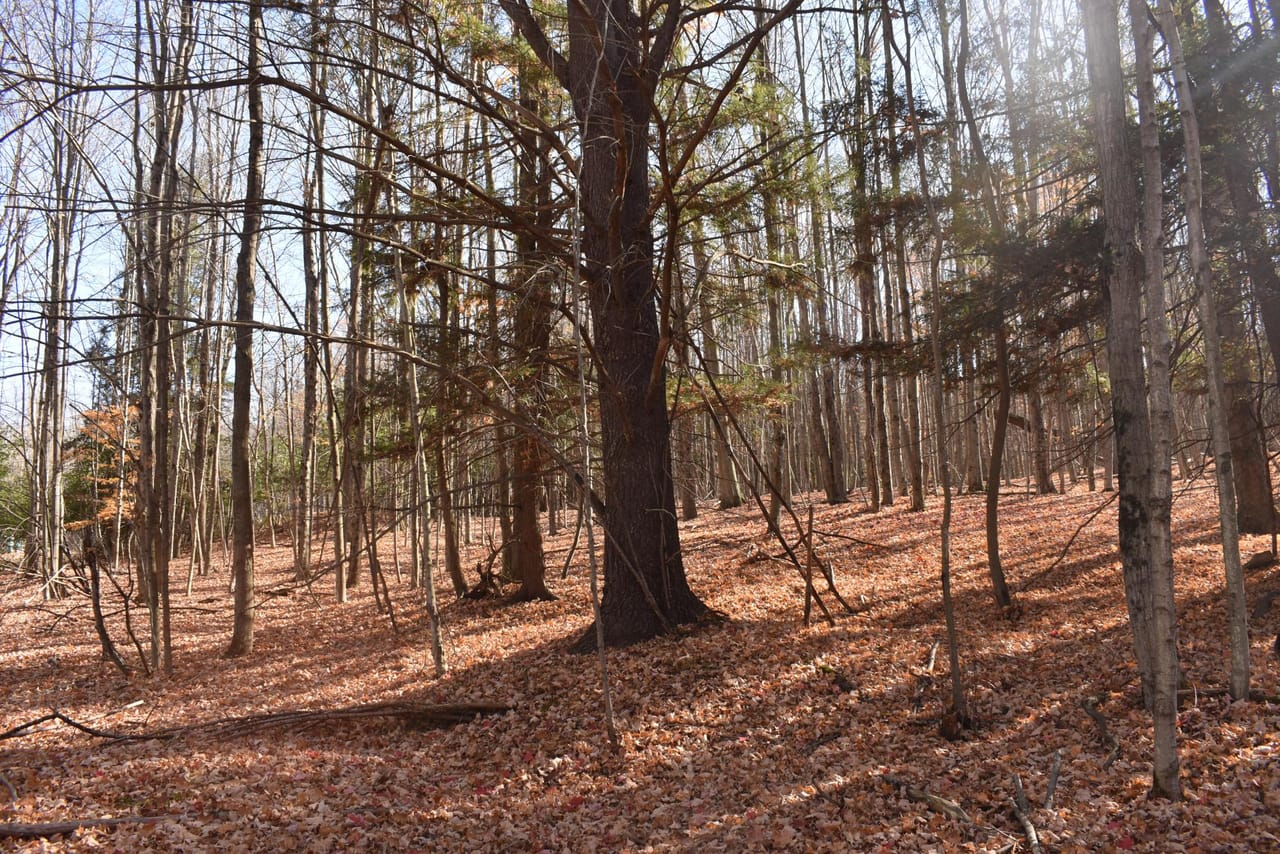 Woodhull Whitetails
