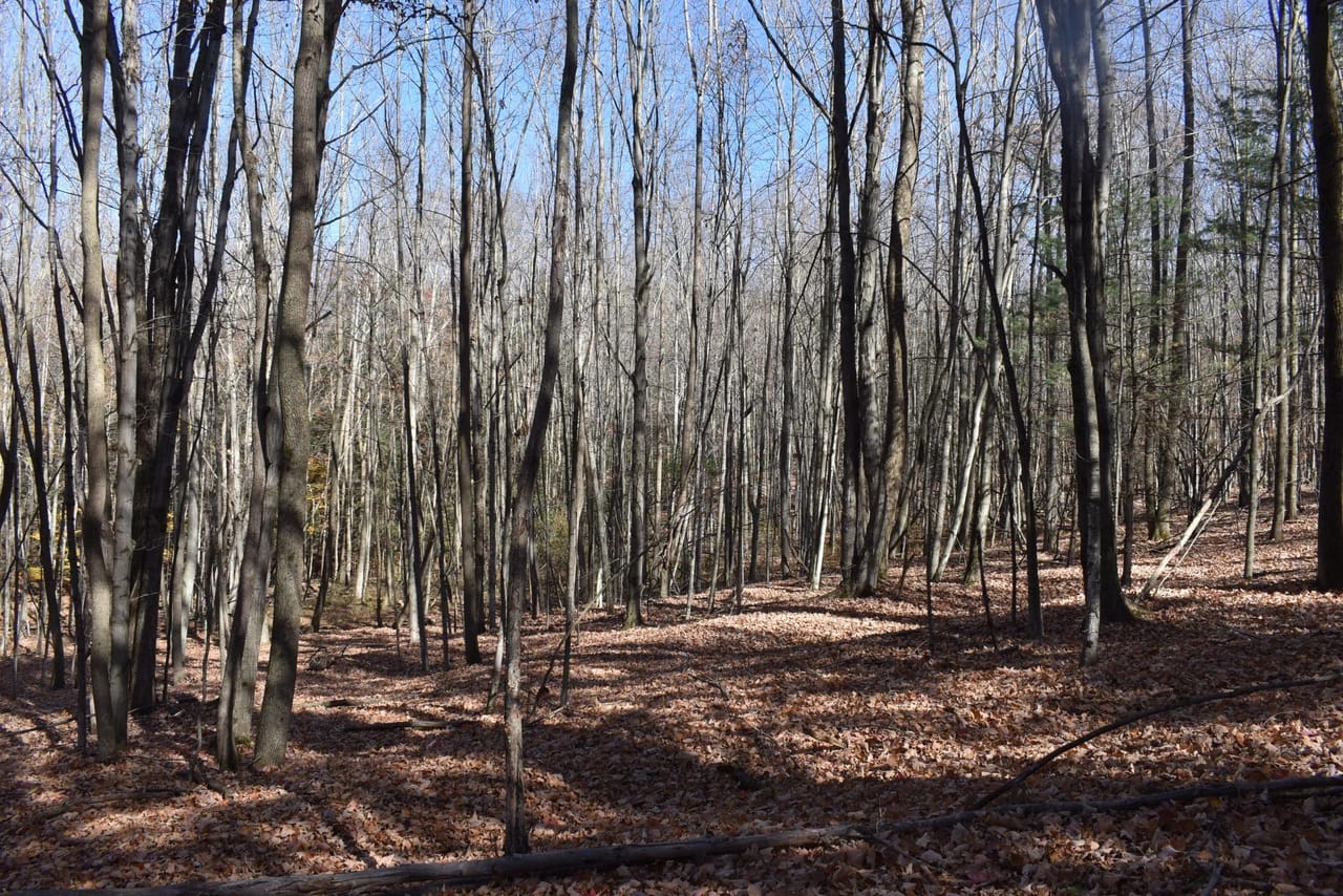 Woodhull Whitetails