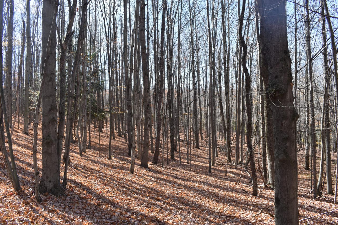 Woodhull Whitetails
