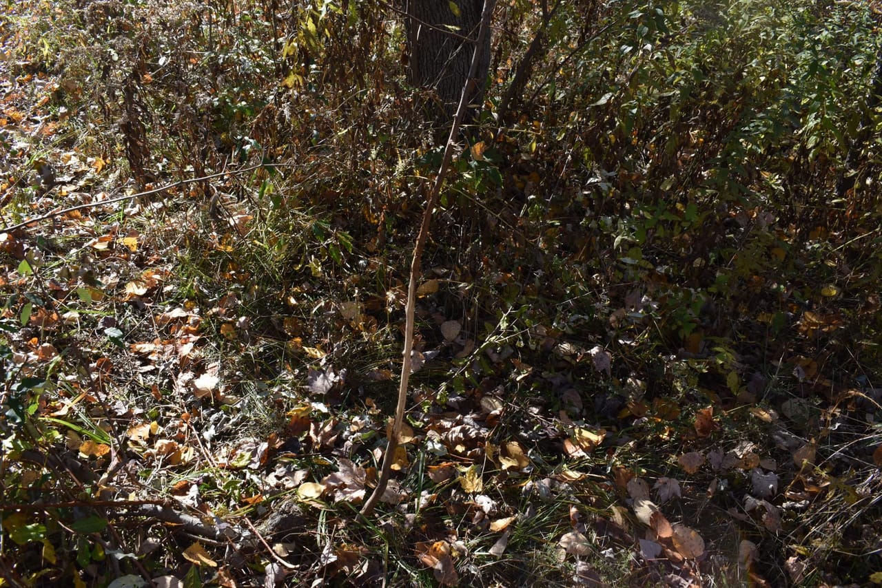 Woodhull Whitetails