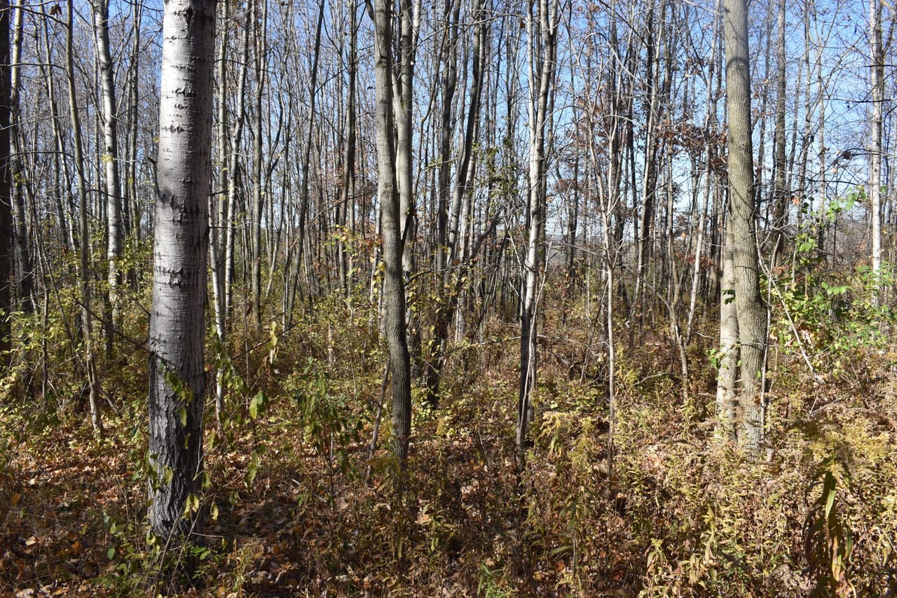Woodhull Whitetails