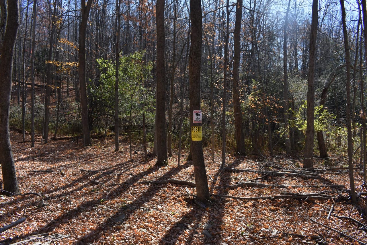 Woodhull Whitetails