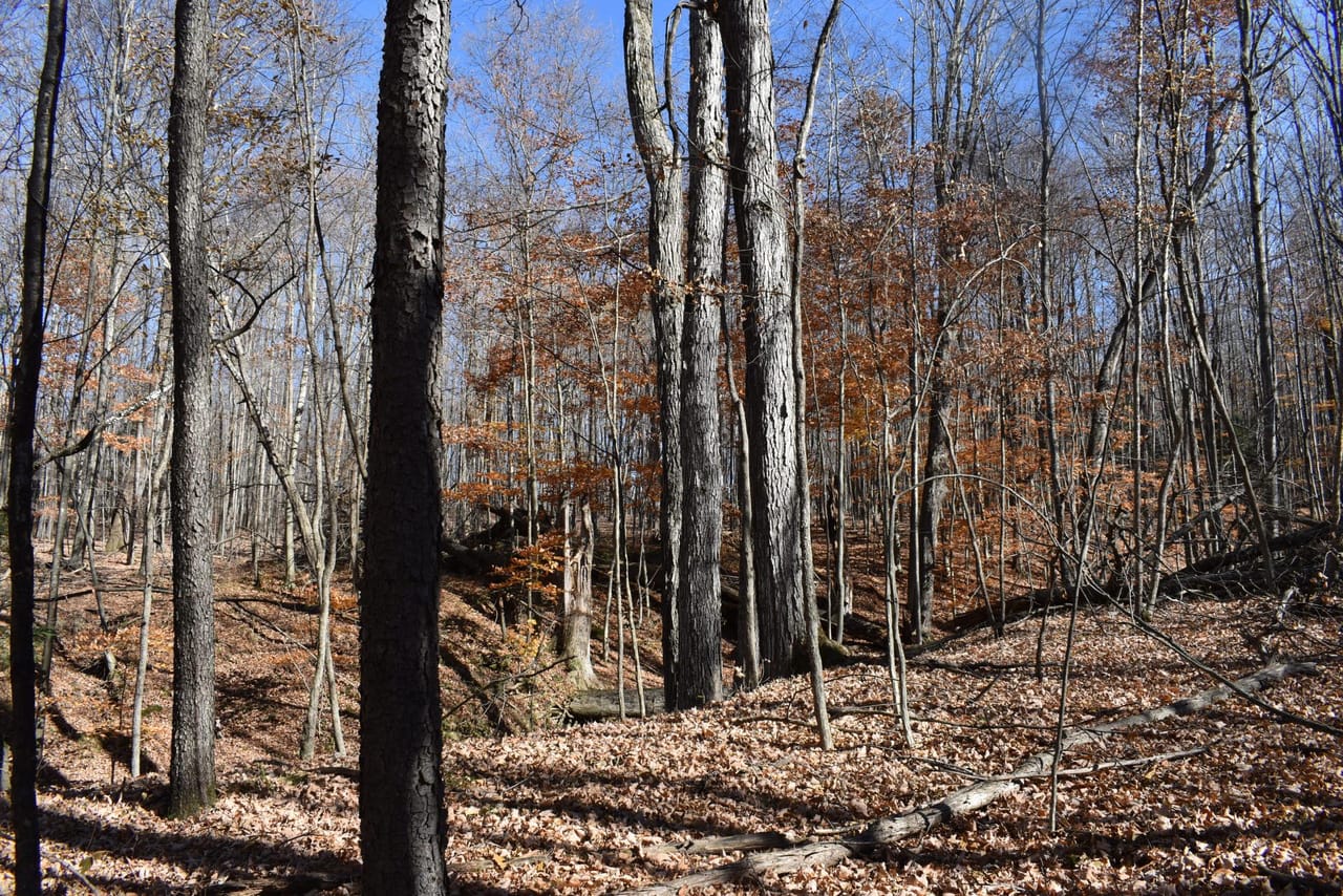 Woodhull Whitetails