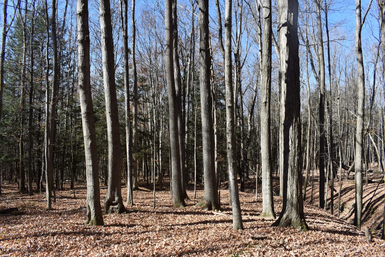 Woodhull Whitetails