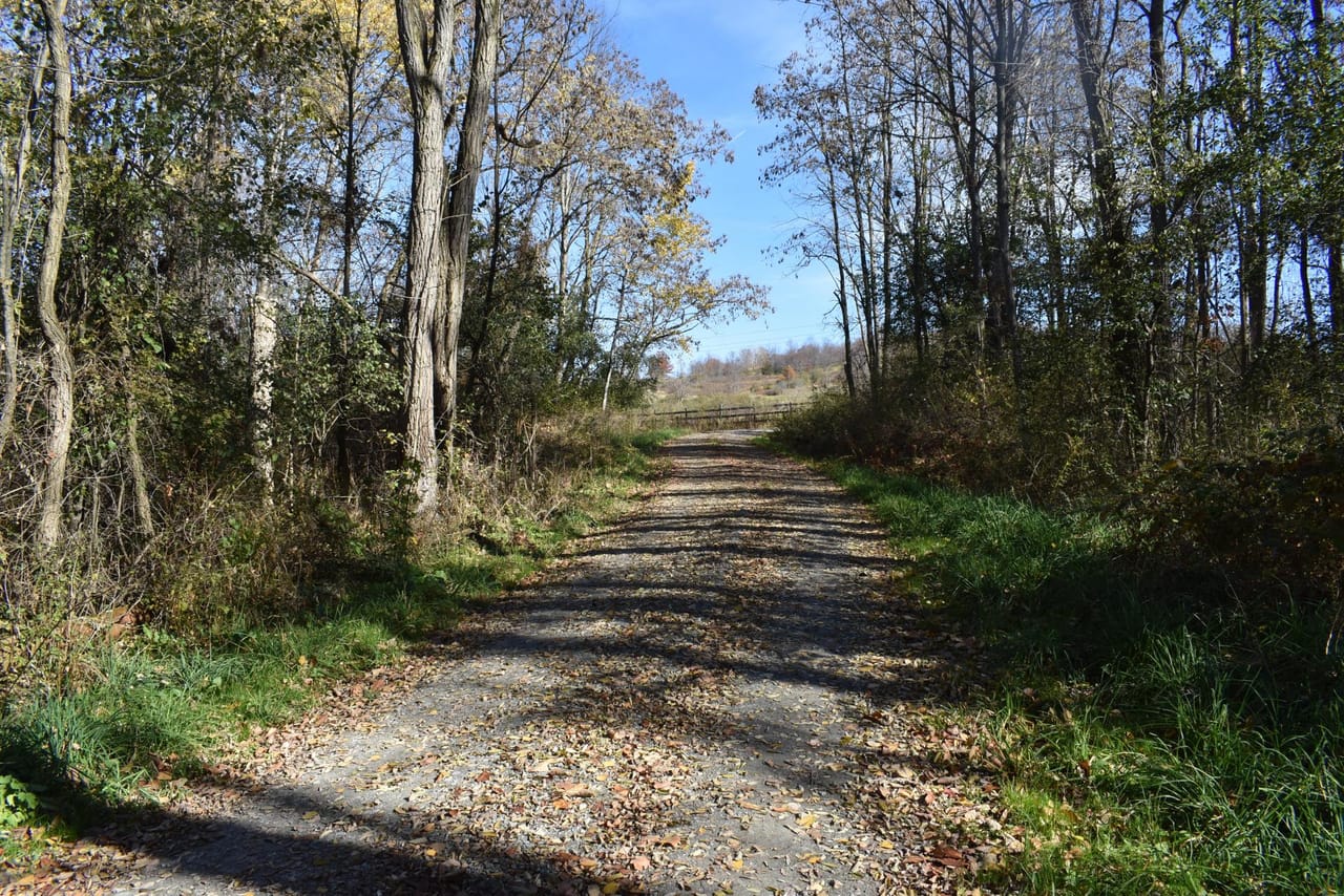 Woodhull Whitetails