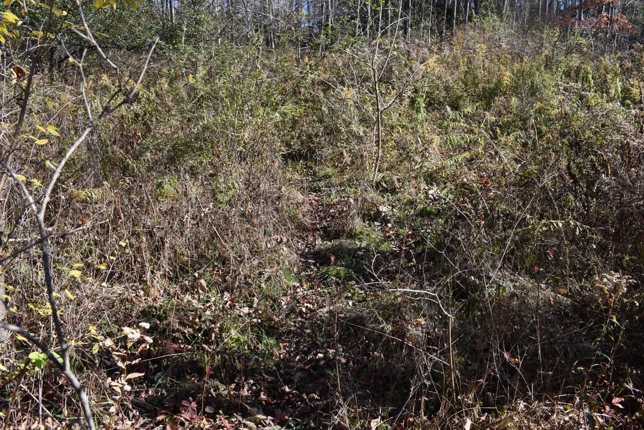 Woodhull Whitetails