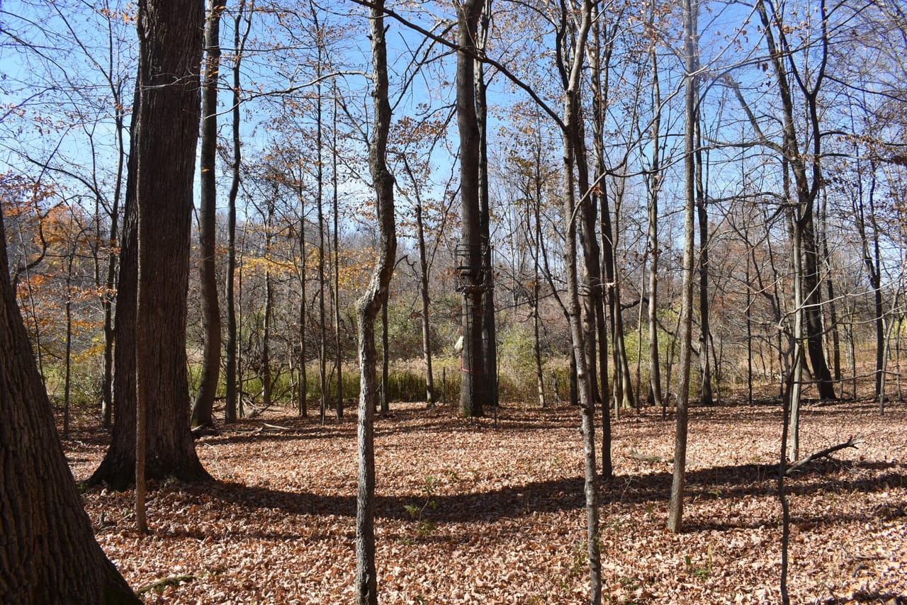 Woodhull Whitetails