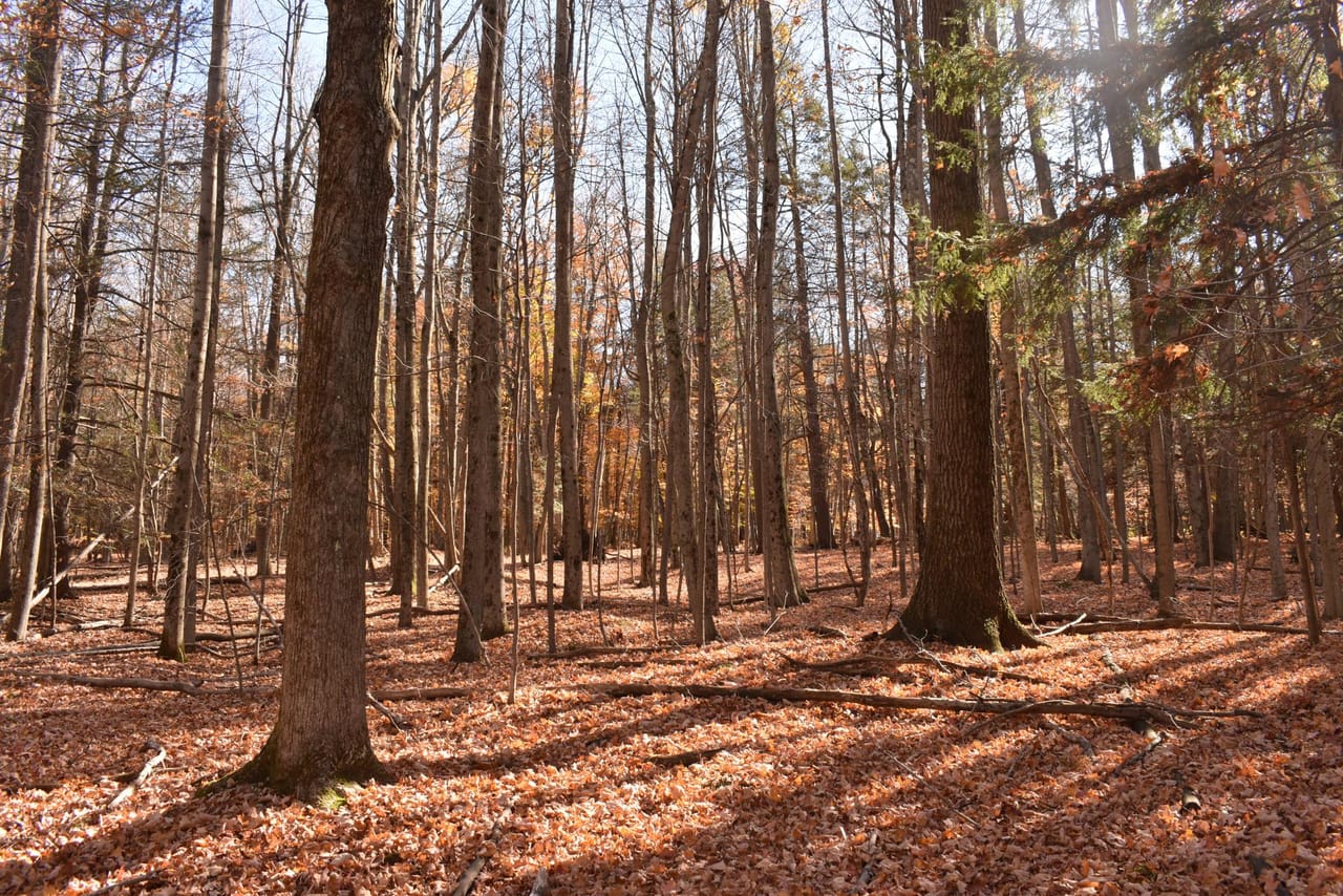 Woodhull Whitetails