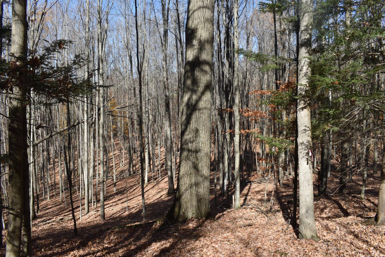 Woodhull Whitetails