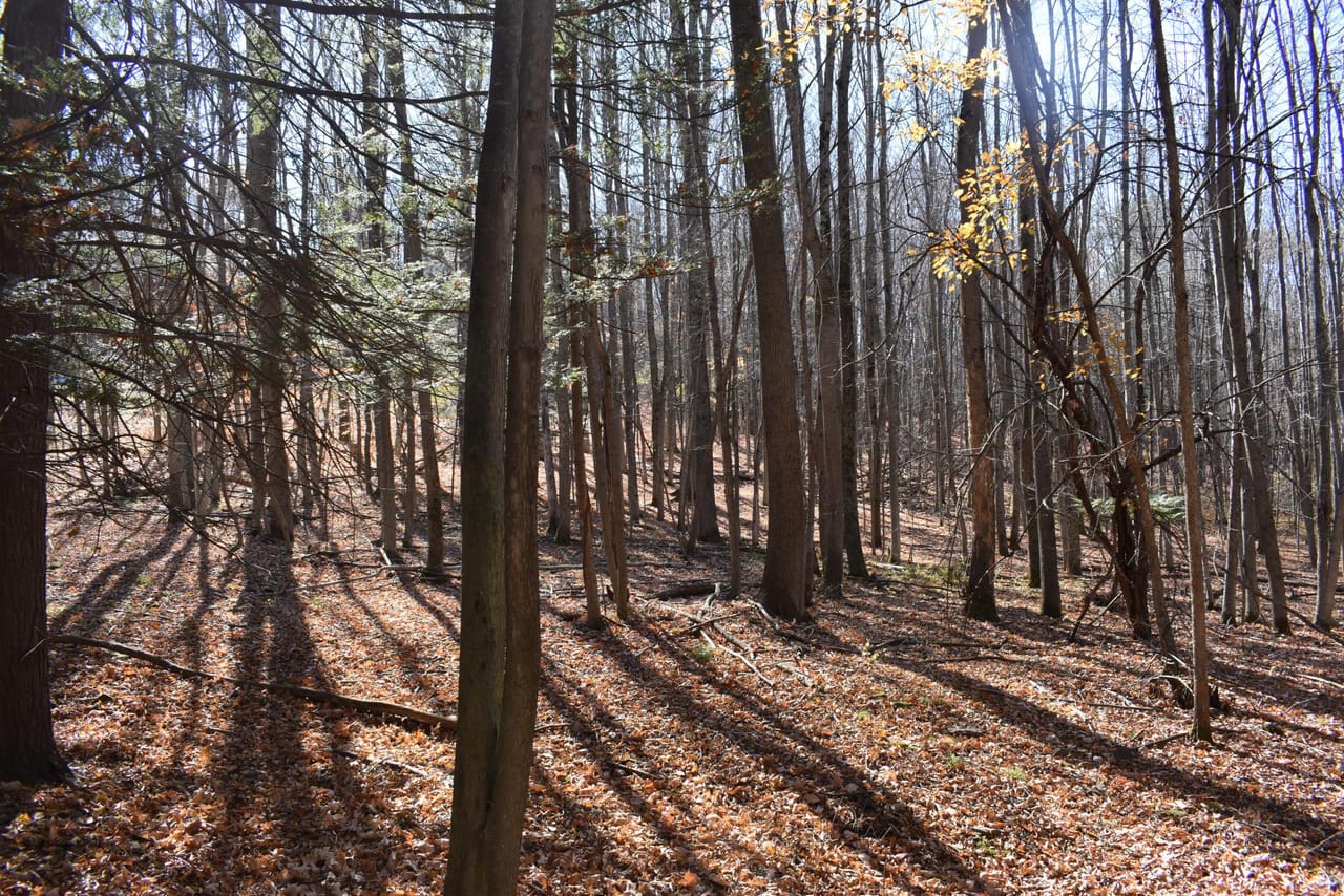 Woodhull Whitetails