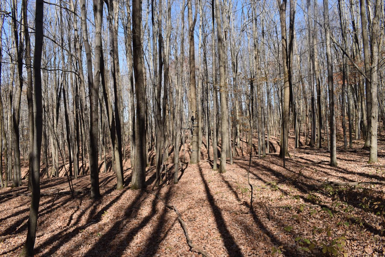 Woodhull Whitetails