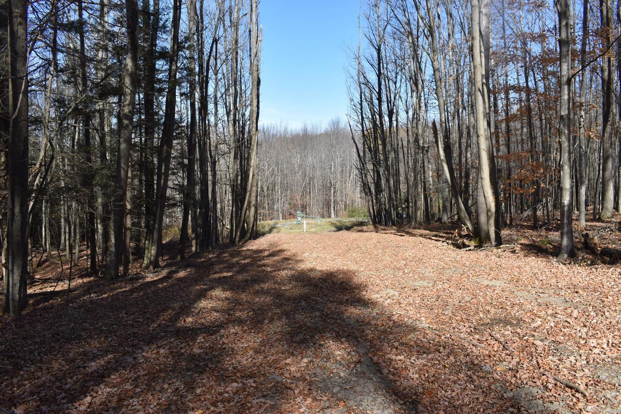 Woodhull Whitetails