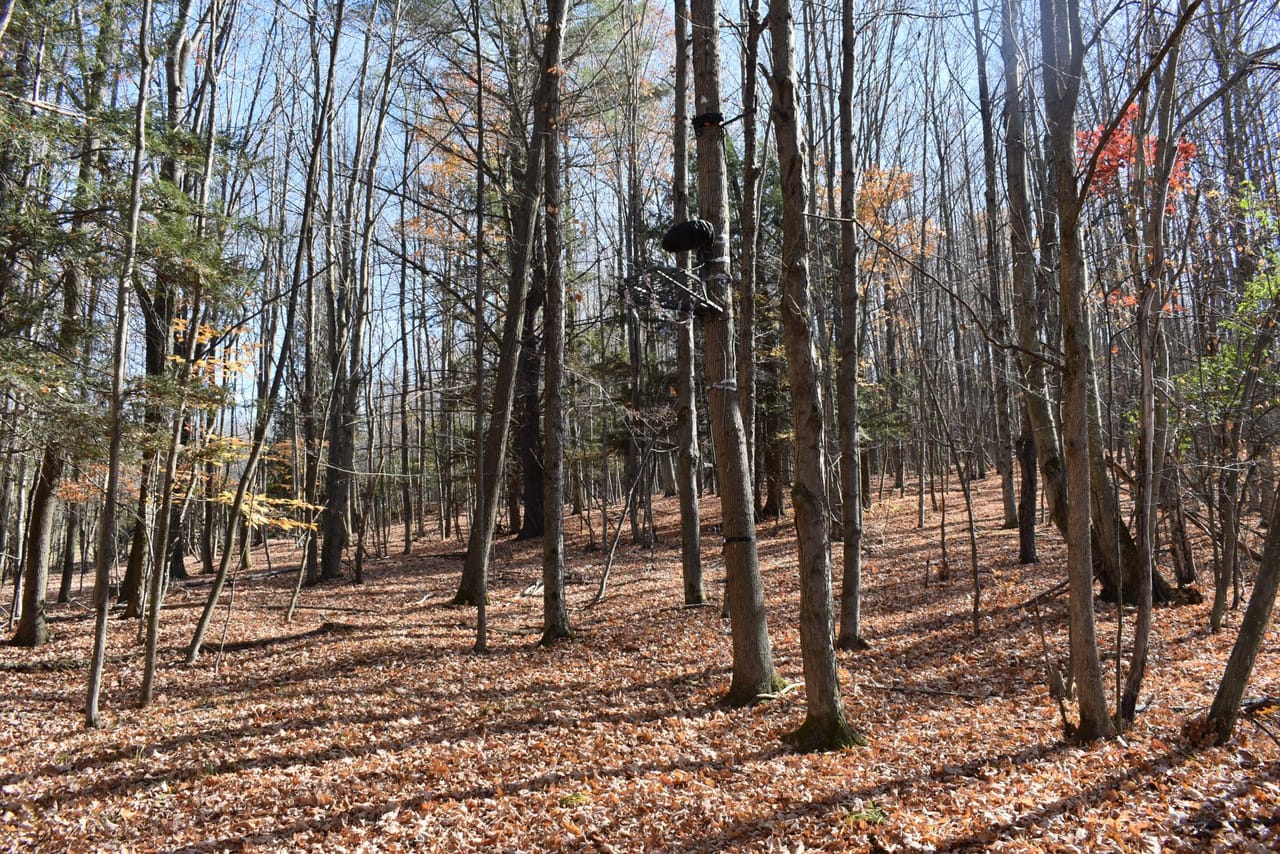 Woodhull Whitetails
