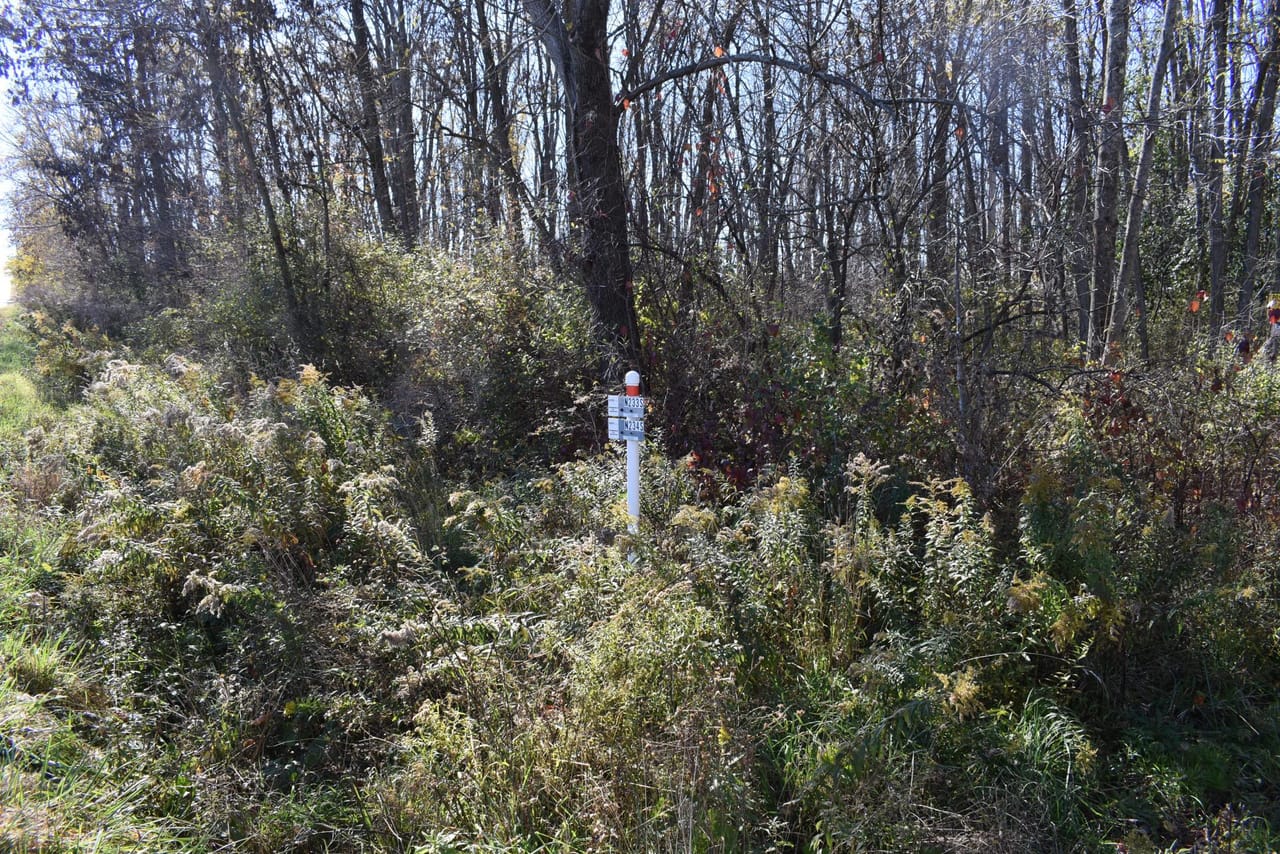 Woodhull Whitetails