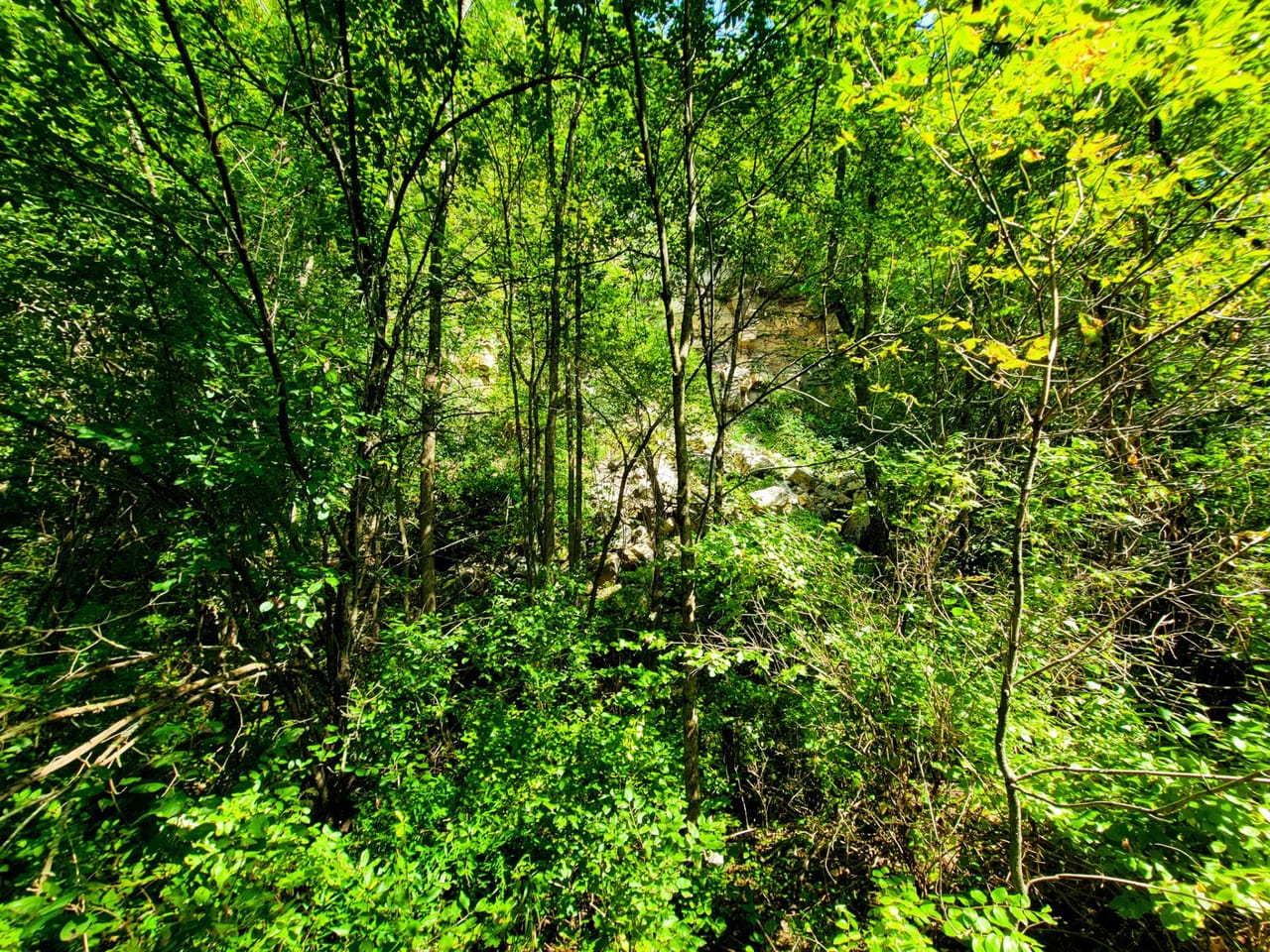 Listing Image 64