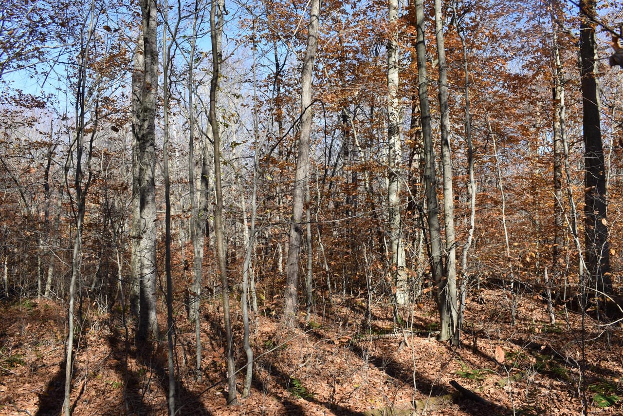 Listing Image 77