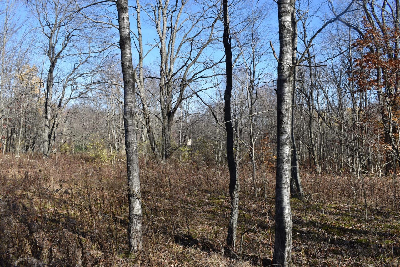 Listing Image 79