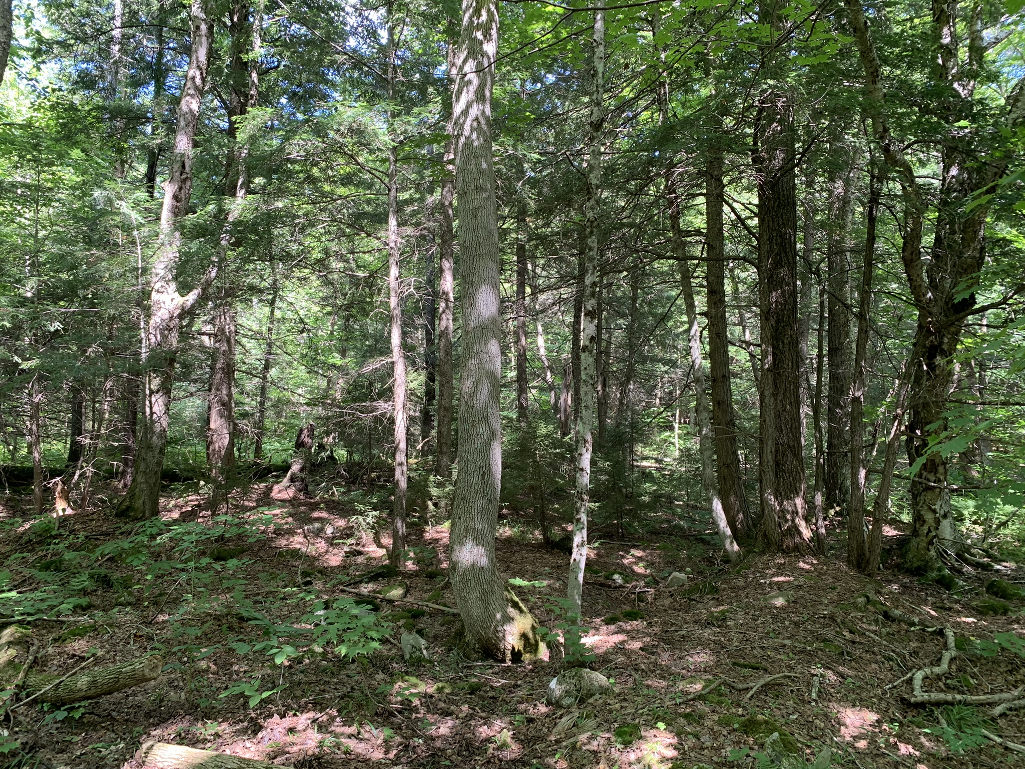 Lyman Brook Forest