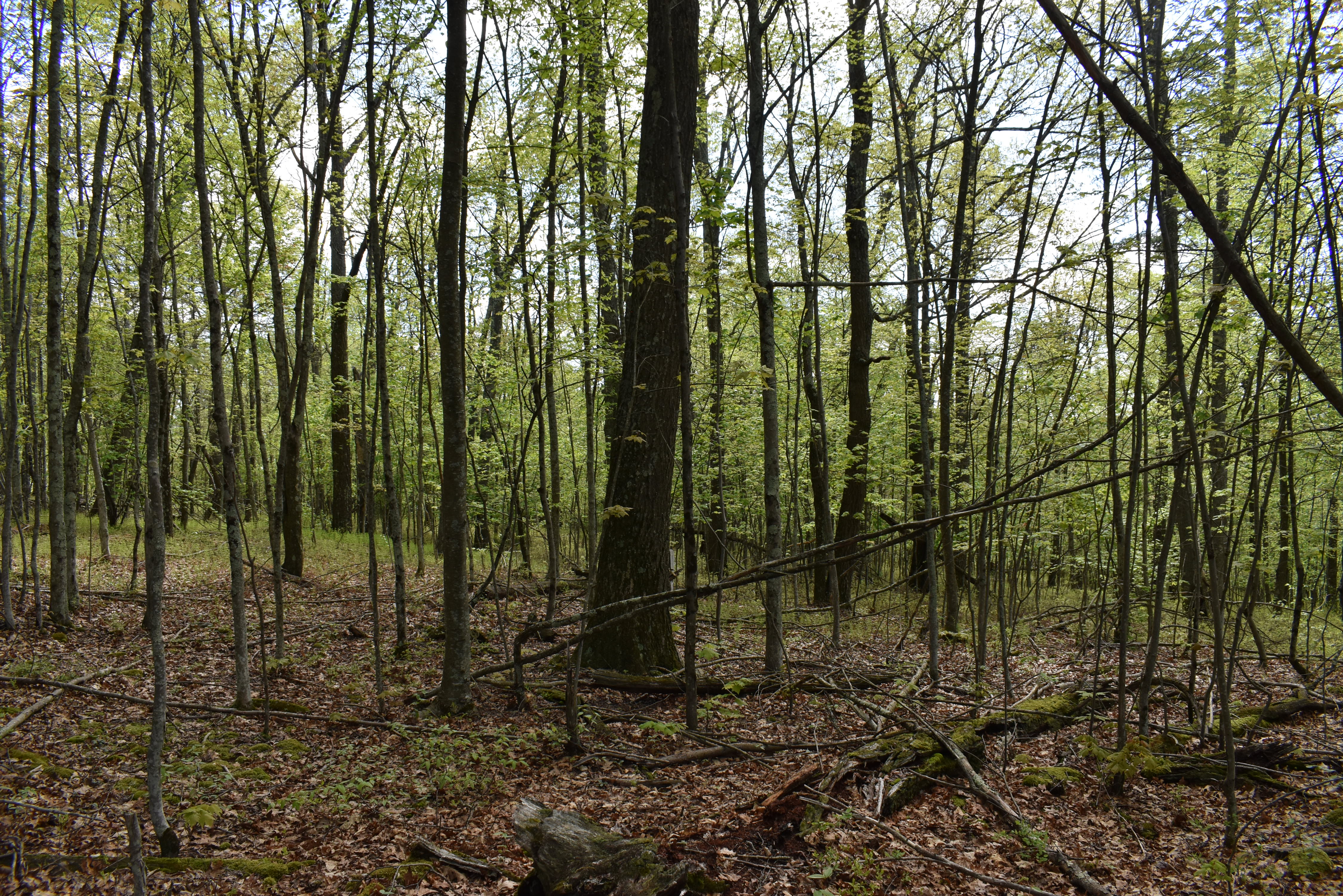 Grugan Hollow