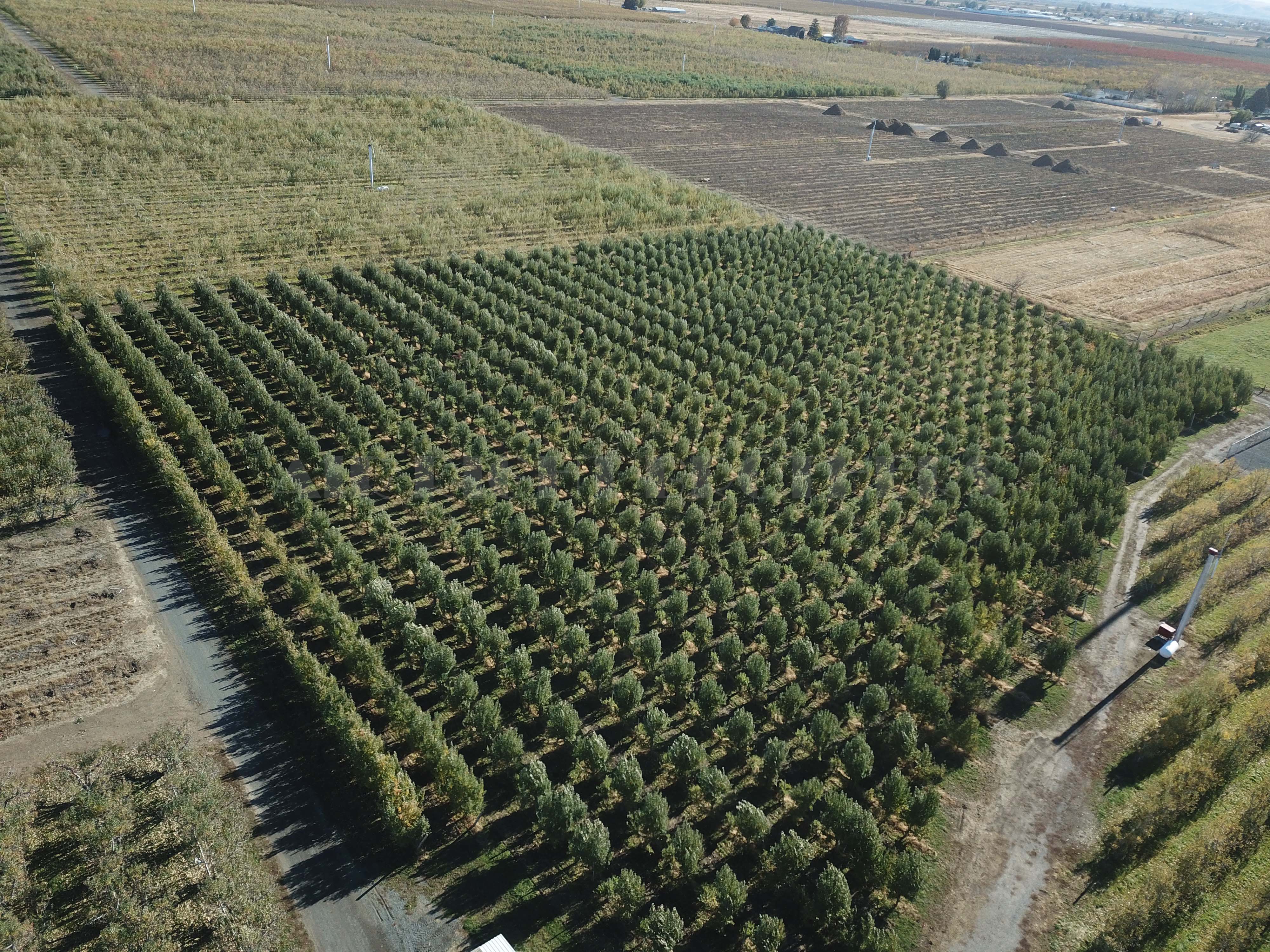 Apple Orchard w Equipment, House and Shops!