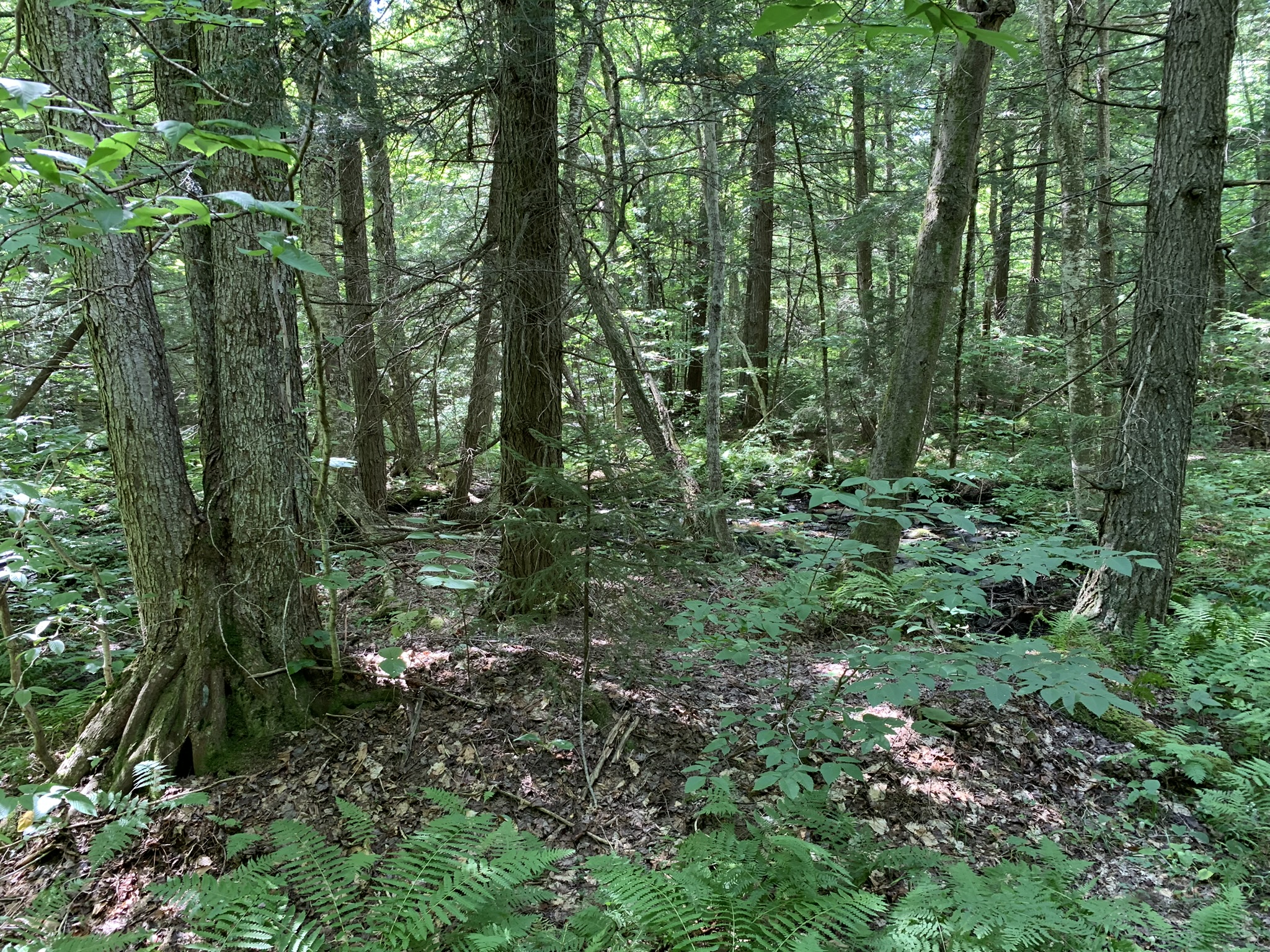 Lyman Brook Forest