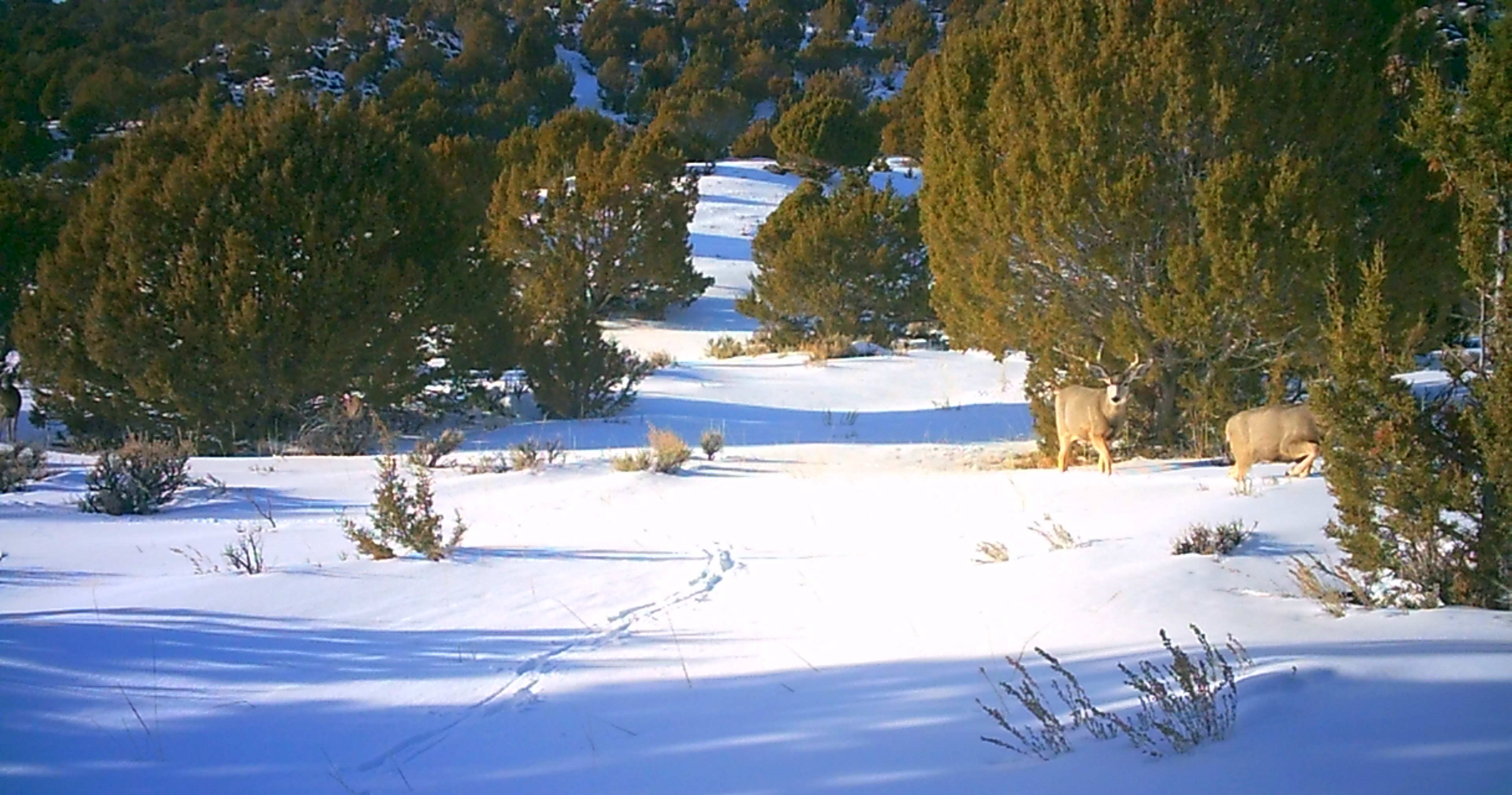 Maybell Grazing & Big Game Ranch